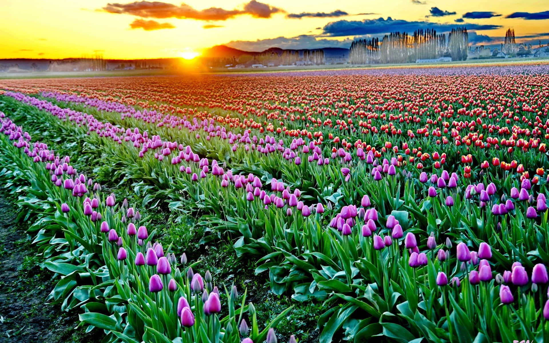flower head, sunset, scenics - nature, no people, beauty in nature, abundance, flowerbed, sky, land, field, environment, multi colored, fragility, flowering plant, HD Wallpaper
