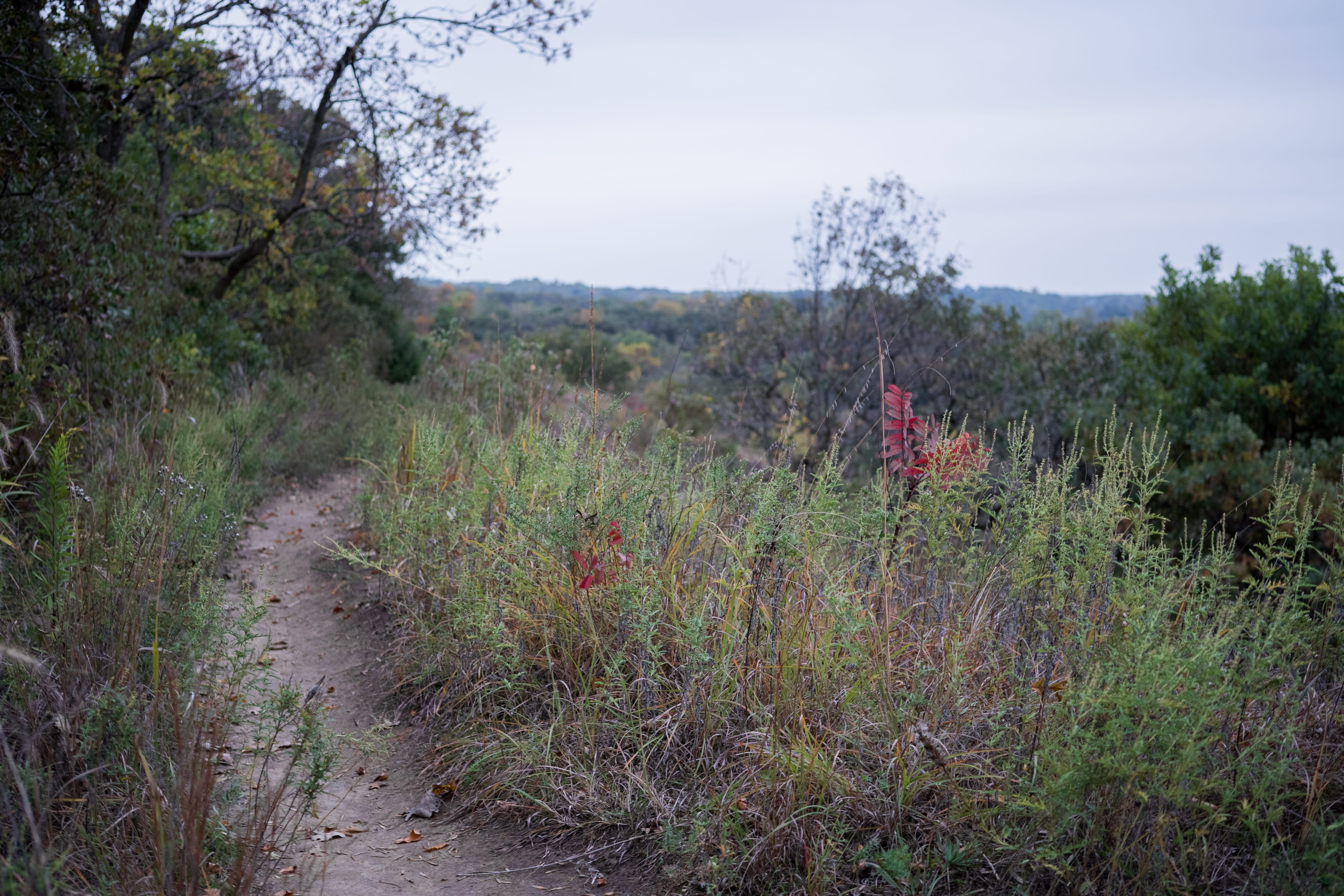 non-urban scene, green color, hike, sky, field, united states, outdoors, council bluffs, 5K, tranquil scene, iowa, grass, land, path, flag, day, dirt path, HD Wallpaper