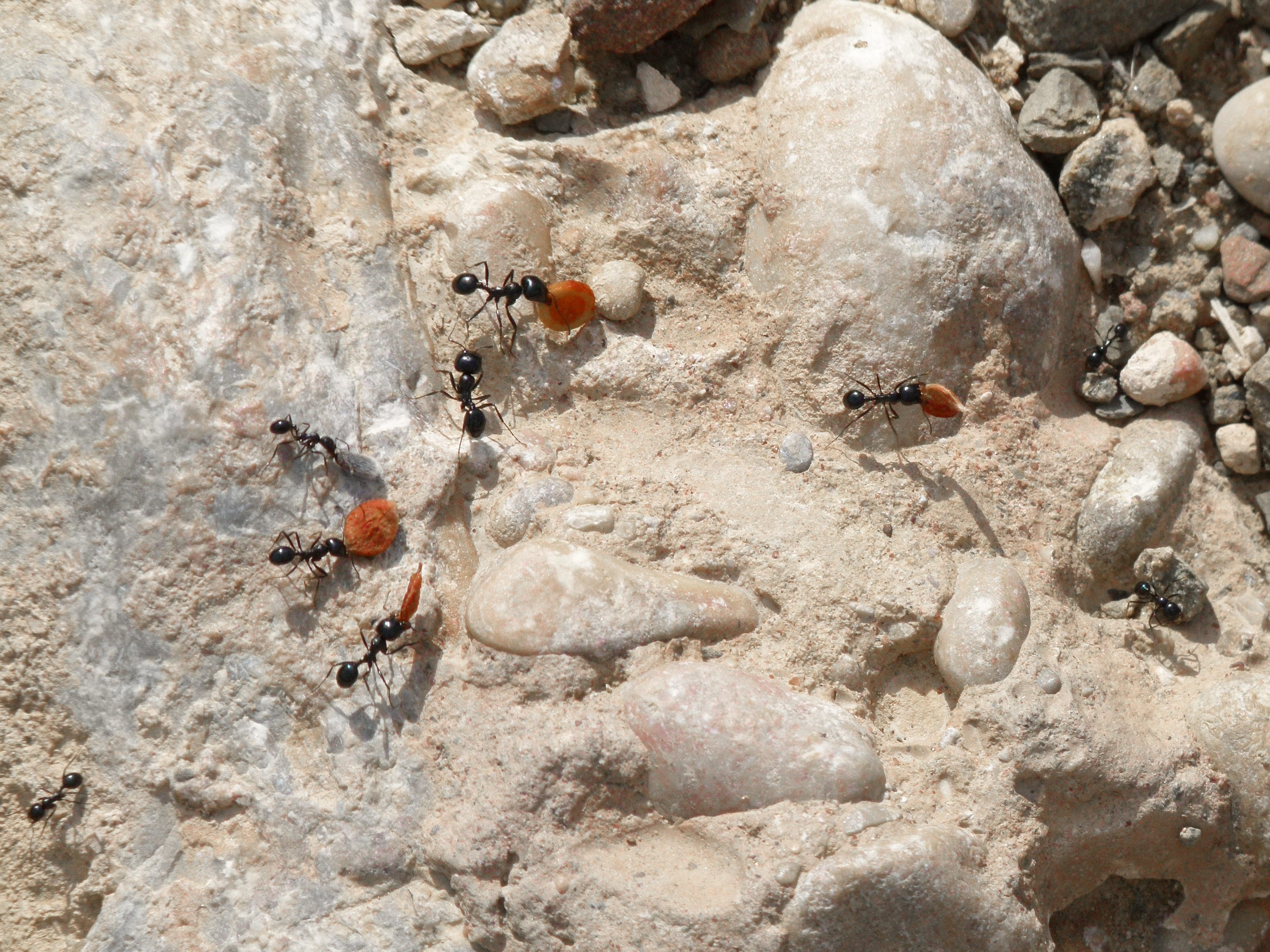 invertebrate, insect, ant, outdoors, animals in the wild, animal themes, animal, 2K, rock - object, nature, rock, large group of animals, seeds, textured, HD Wallpaper