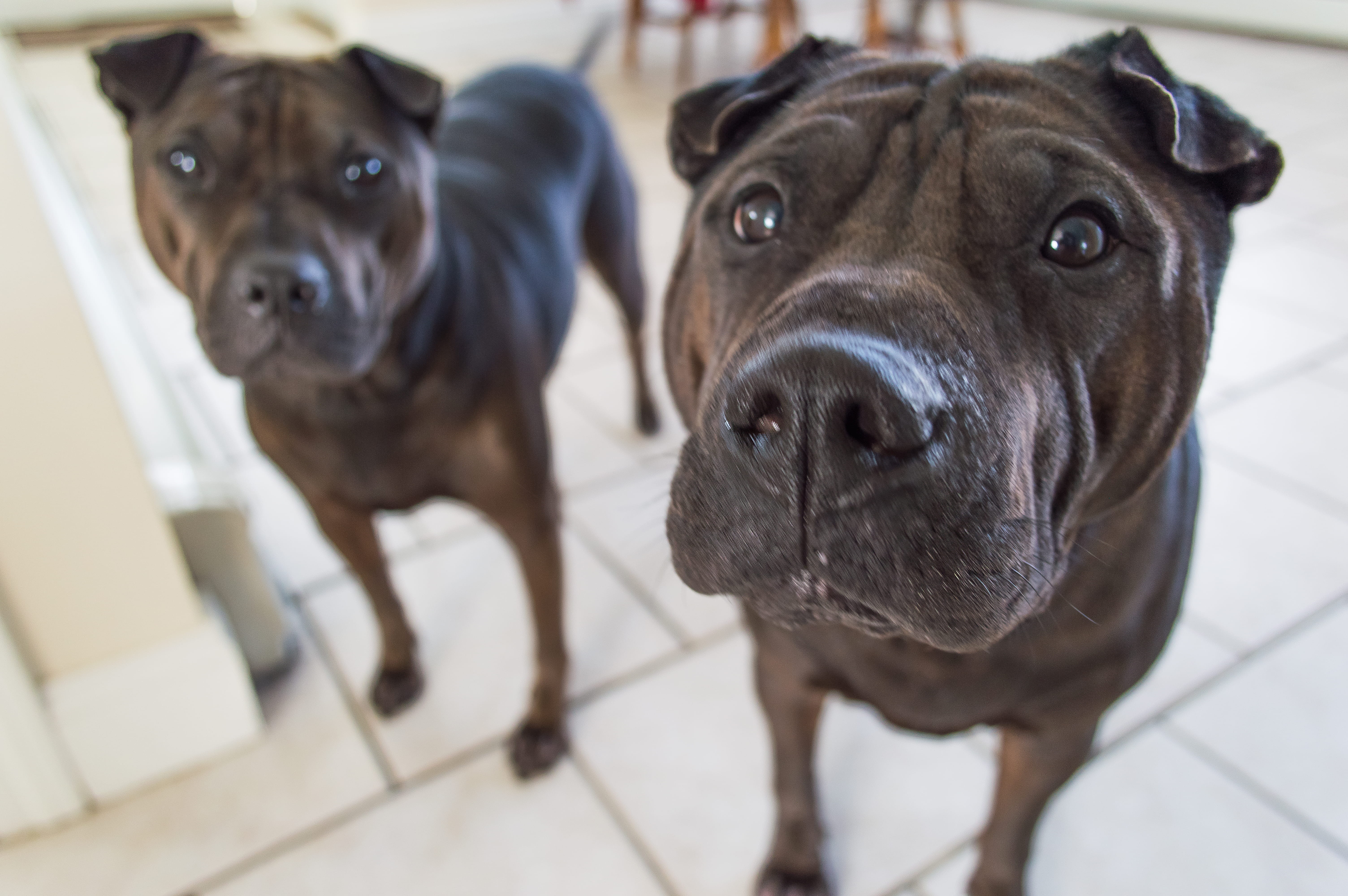 one animal, looking, brother and sister, mammal, day, domestic, domestic animals, looking at camera, love, animal, focus on foreground, puppies, 5K, canine, HD Wallpaper