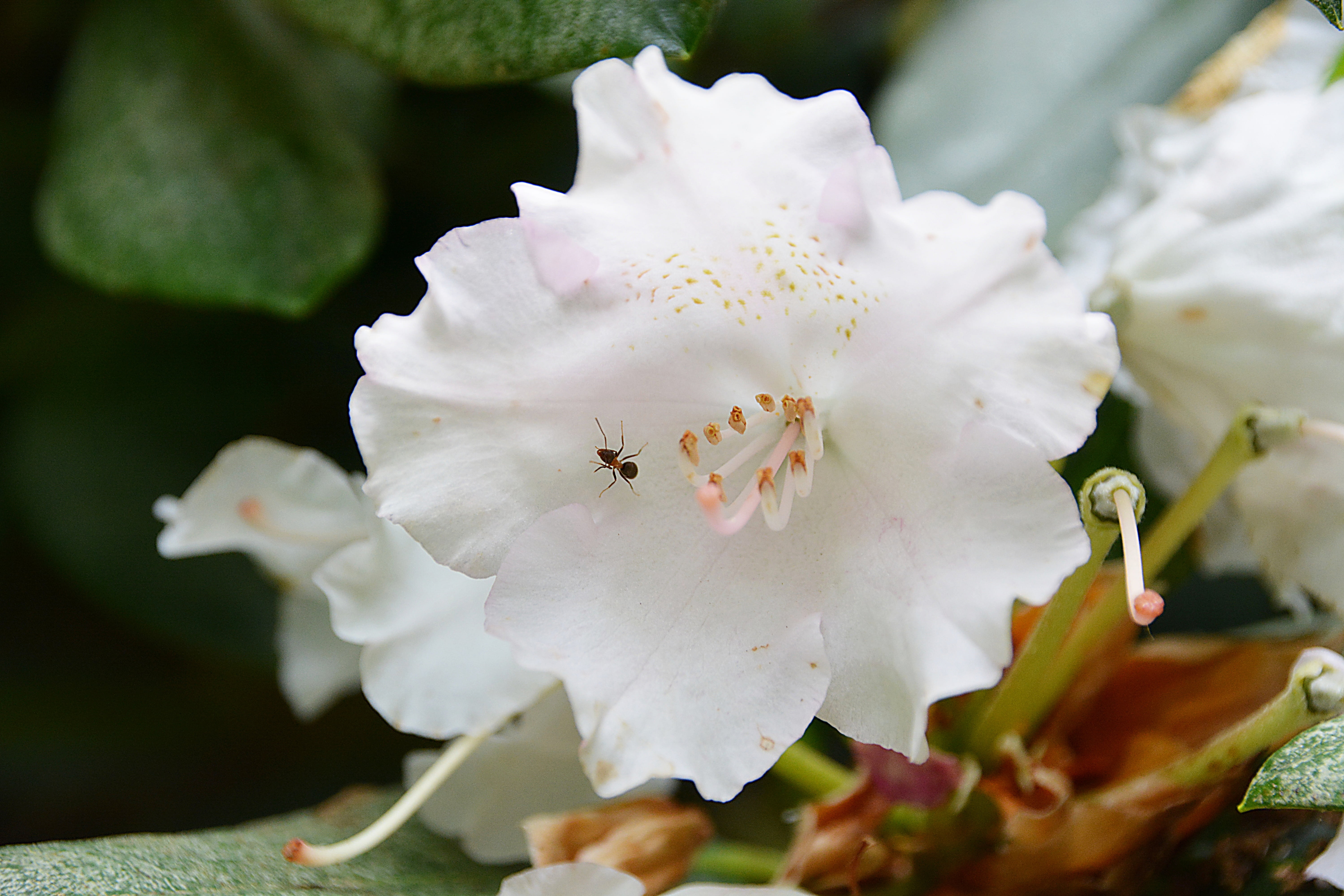 inflorescence, vulnerability, insect, flora, freshness, no people, petal, flower head, invertebrate, white flower, blossom, 5K, nature, flowering, selective focus, HD Wallpaper
