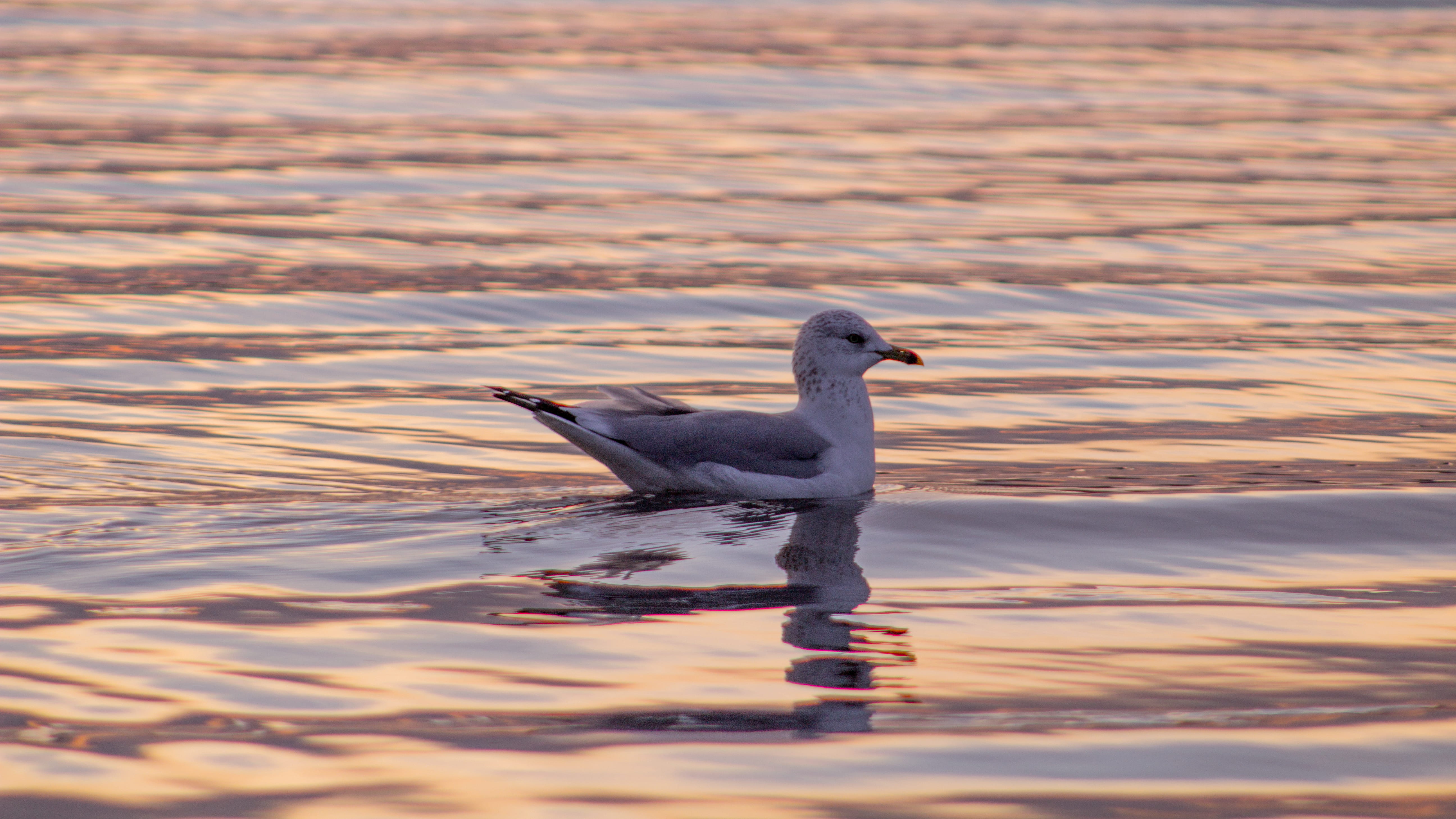 reflection, one animal, bird, rhode island, water, nature, sea, sunset, vertebrate, waterfront, seagull, animal themes, no people, day, riverside, hq, animal, HD Wallpaper