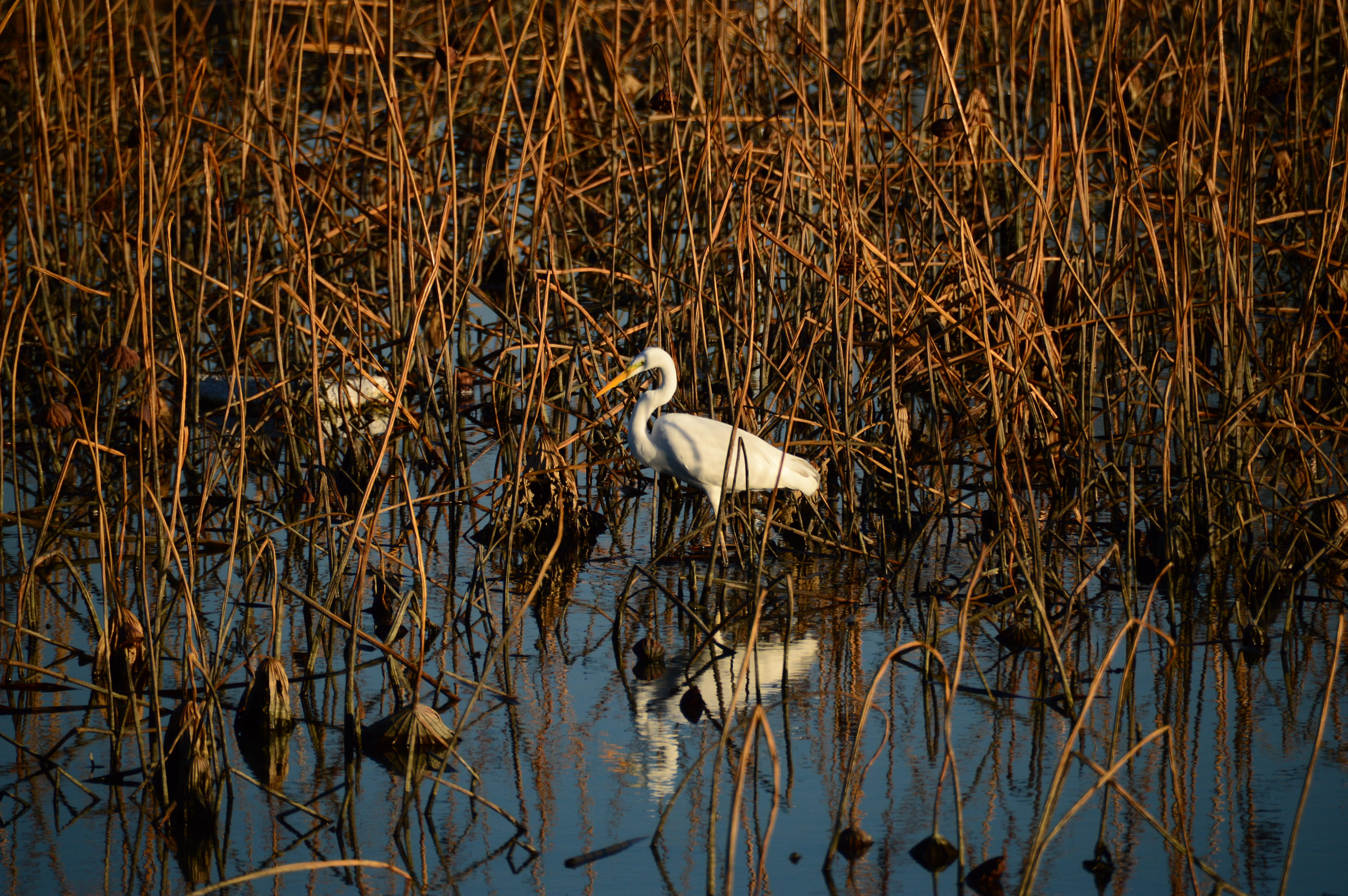 day, animal themes, water bird, waterfront, swamp, water, new, Stork, vertebrate, Animal, egret, white color, animal wildlife, 5K, one animal, outdoor, HD Wallpaper