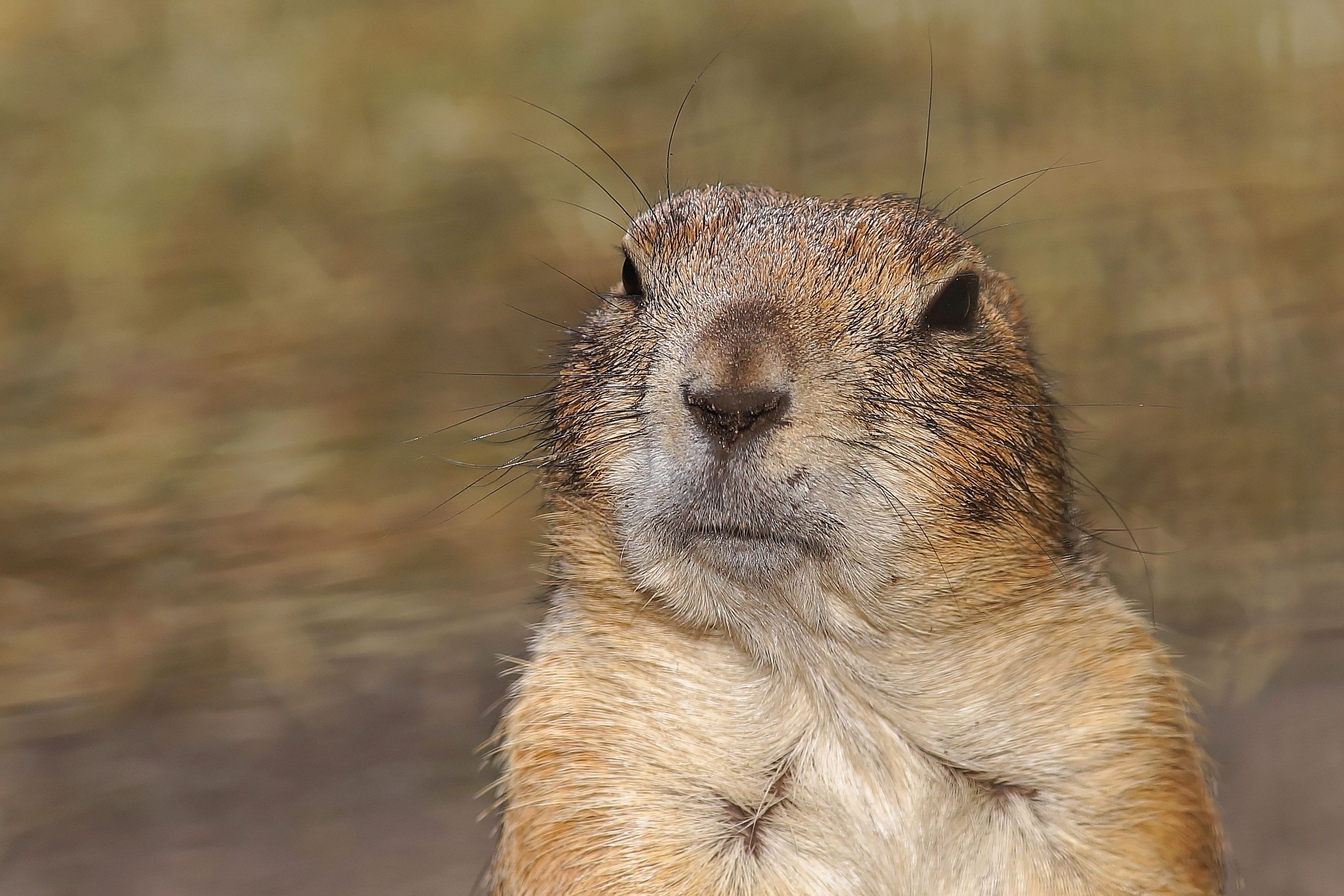 mammal, close-up, animal eye, animals, animal, brown, rodent, marmotini, vertebrate, nature, gophers, animal themes, focus on foreground, animal wildlife, HD Wallpaper
