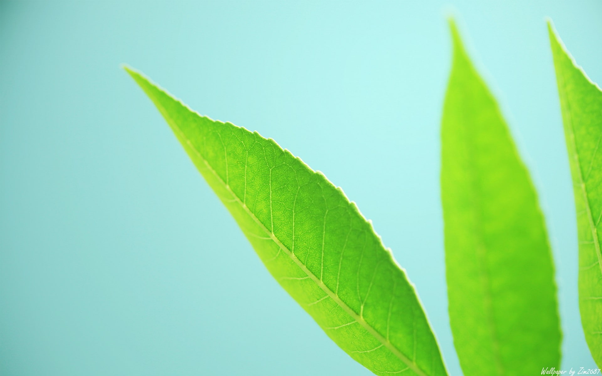 1080P, leaf  bug, green, HD Wallpaper