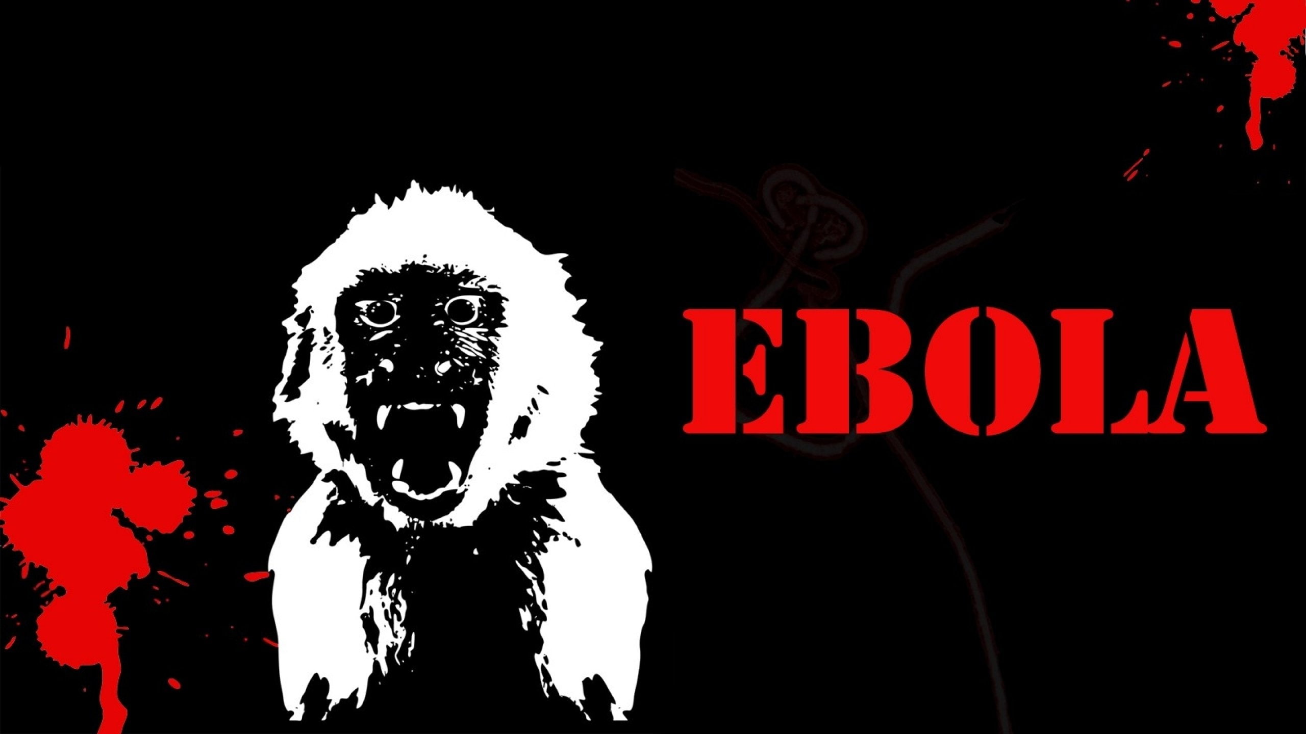 communication, red, pets, one animal, Virus, night, black background, domestic animals, no people, animal, illuminated, horror, sign, mammal, Medical, blood, HD Wallpaper