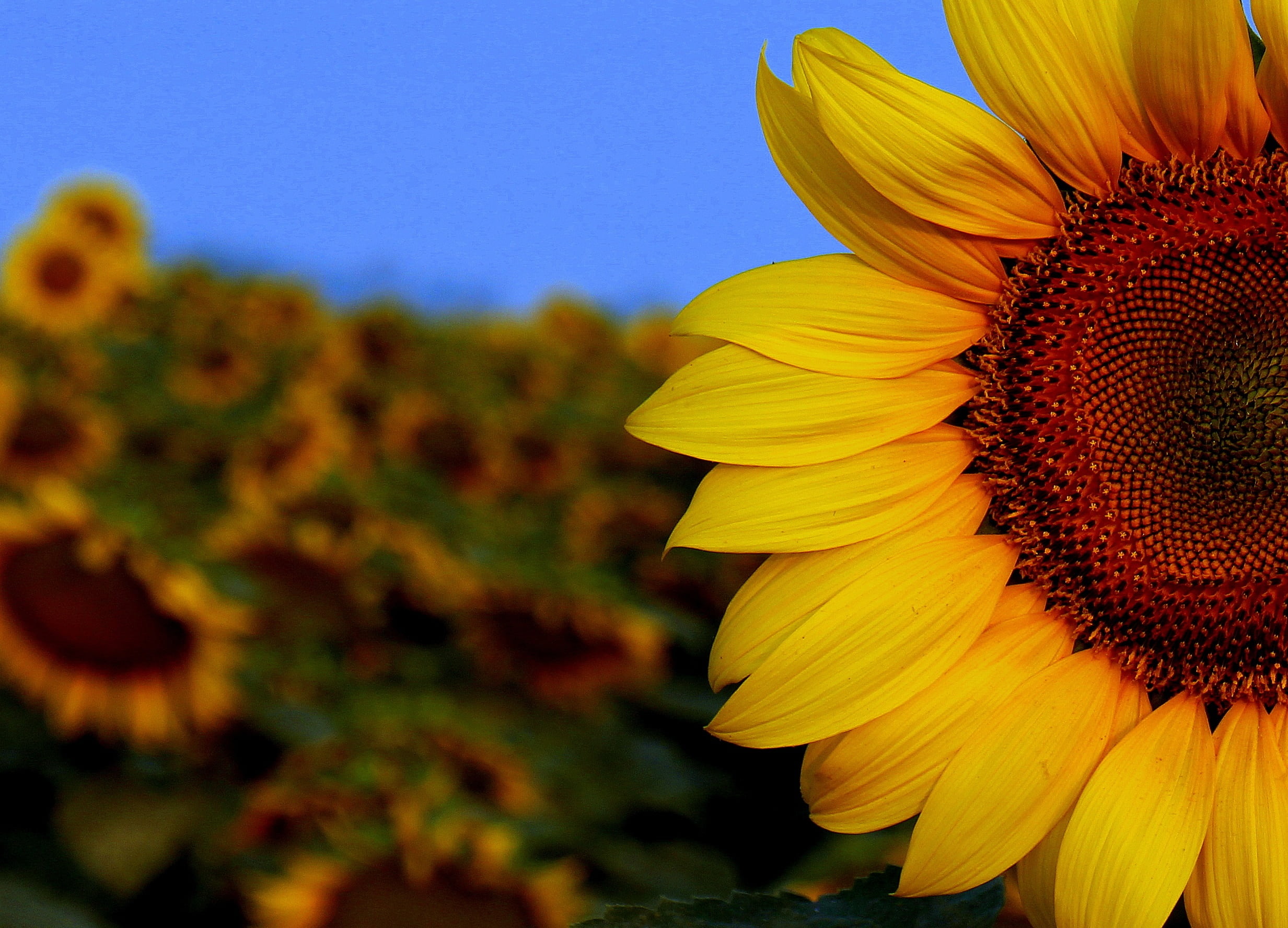 springtime, sunset, soft focus, no people, 1080P, vulnerability, pollen, inflorescence, flower head, beauty in nature, petal, yellow, plant, flower, canon, HD Wallpaper