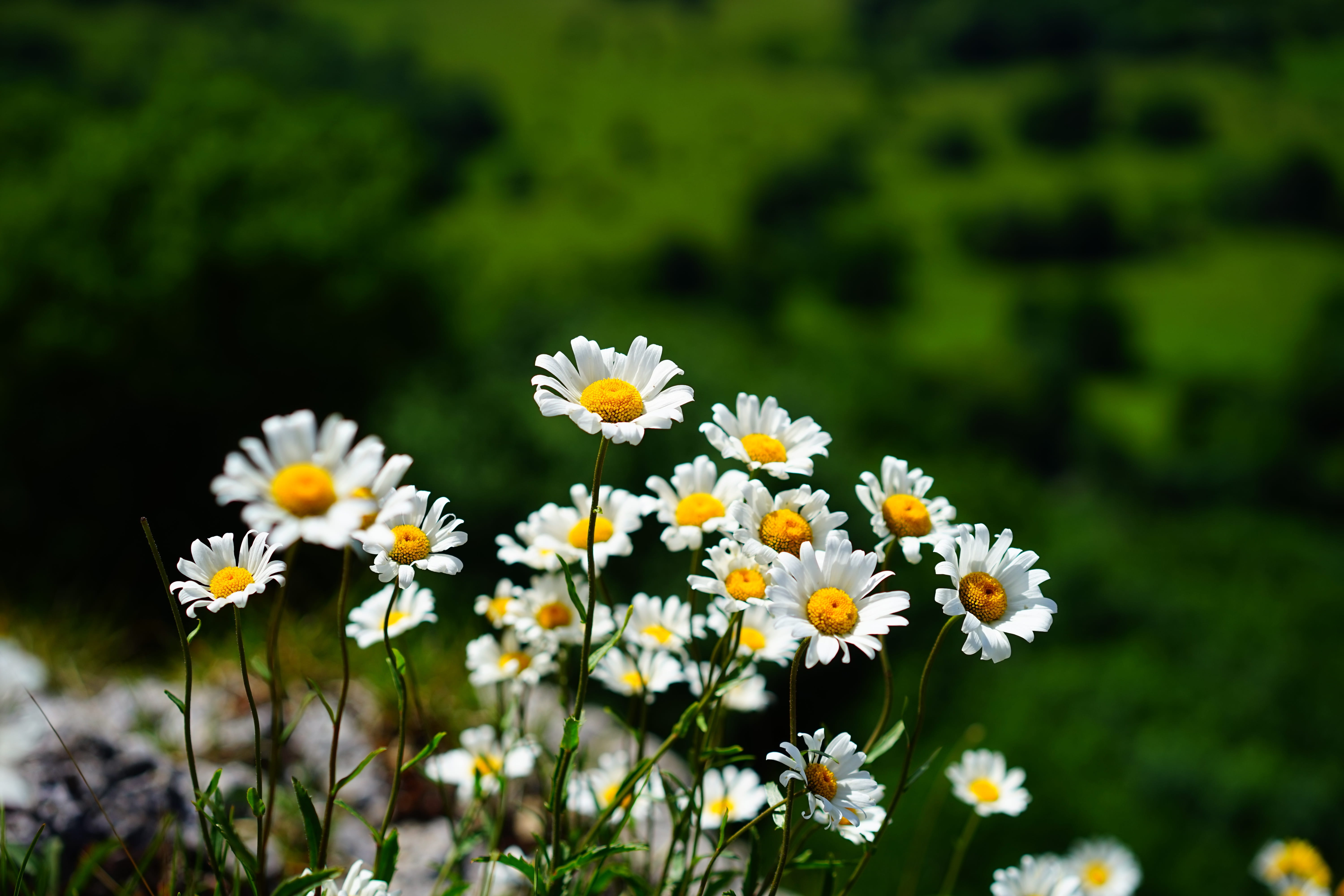 photography, st johaneskraut, flowerbed, geiss flowers, welschi mannablüamli, girkelblommen, large margritli, john flower, matt flower, white, focus, asteraceae, HD Wallpaper