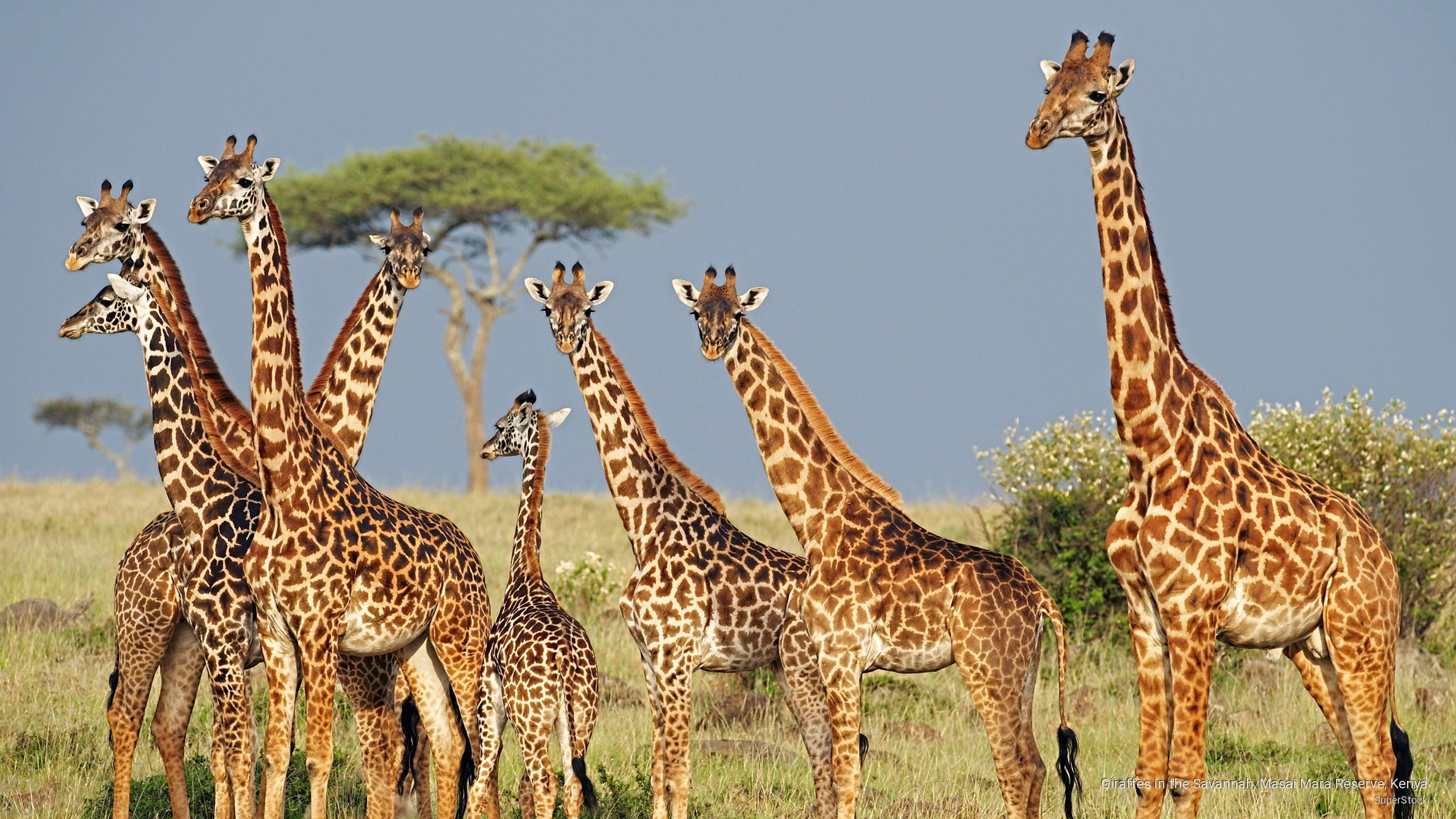 kenya, reserve, masai, savannah, giraffes, 2K, Animals, mara, HD Wallpaper