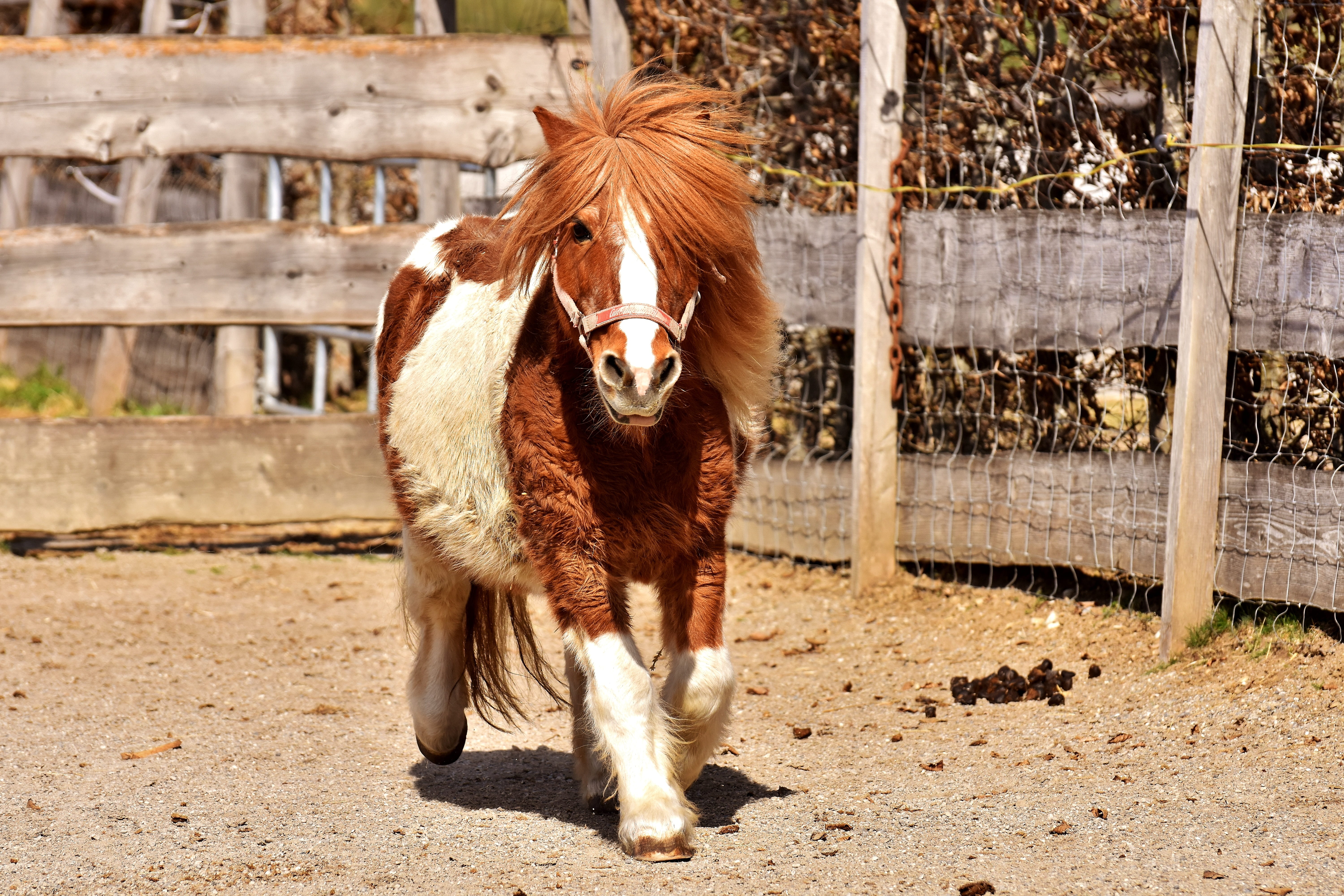play, horse, outdoors, animals in captivity, animal themes, nature, domestic, good aiderbichl, land, animal wildlife, in the case of commercial use, small horse, HD Wallpaper