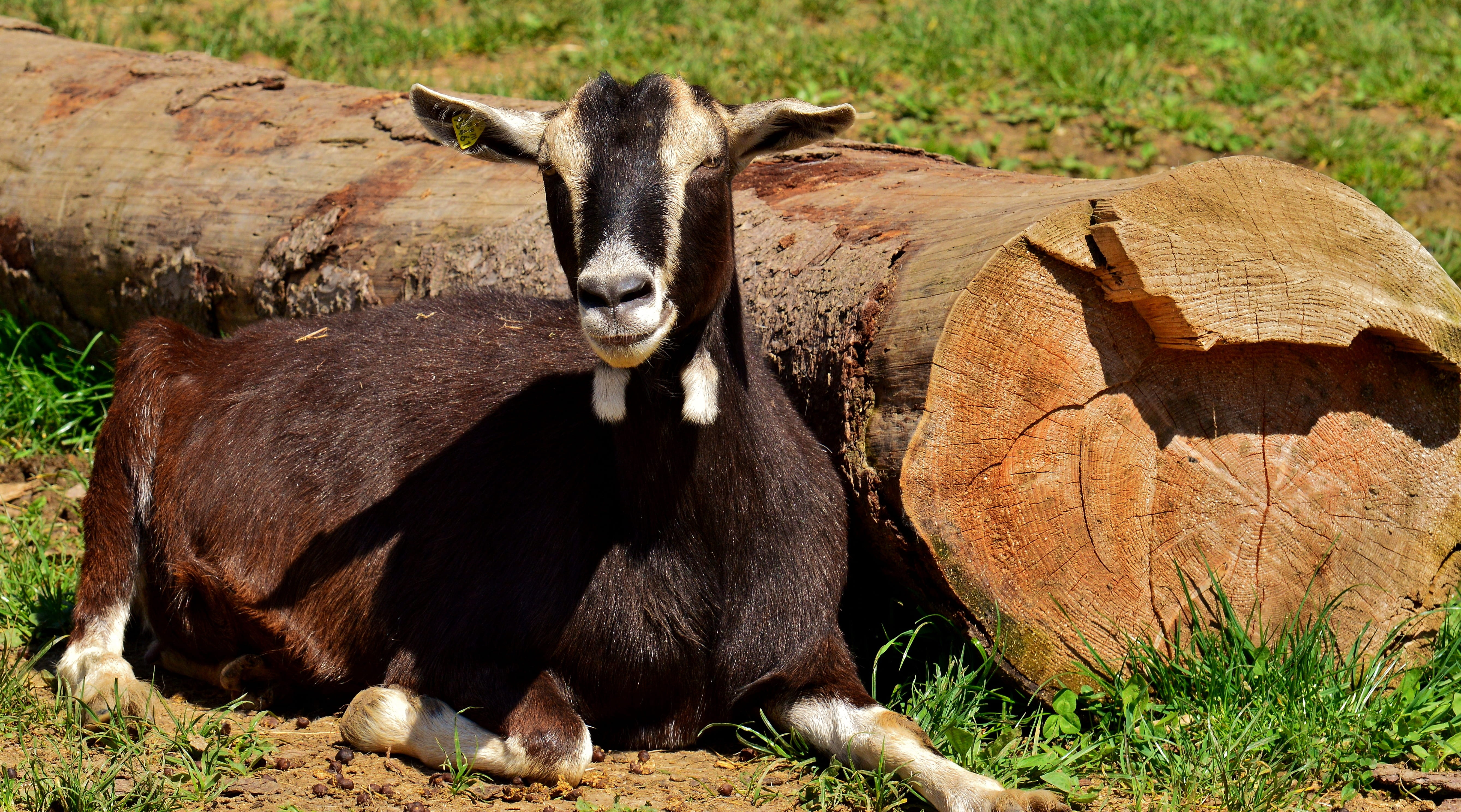 land, farm, domestic, goats, pets, animal wildlife, grass, vertebrate, domestic animals, one animal, animal themes, satisfied, sunlight, nature, day, animal, HD Wallpaper