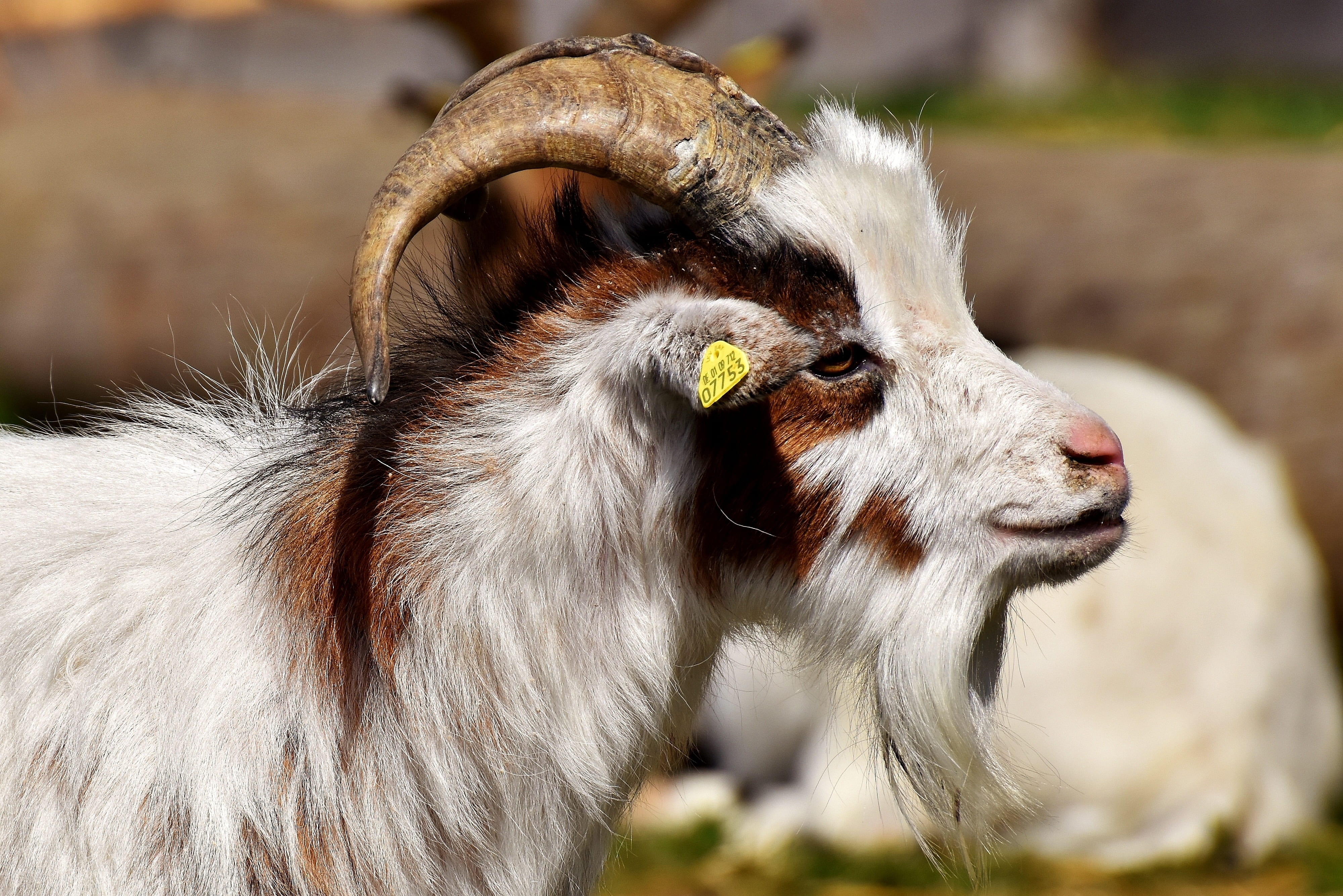 approval, animal, farm, good aiderbichl, animal mouth, day, llama, white, in the case of commercial use, animals in the wild, satisfied, animal wildlife, HD Wallpaper