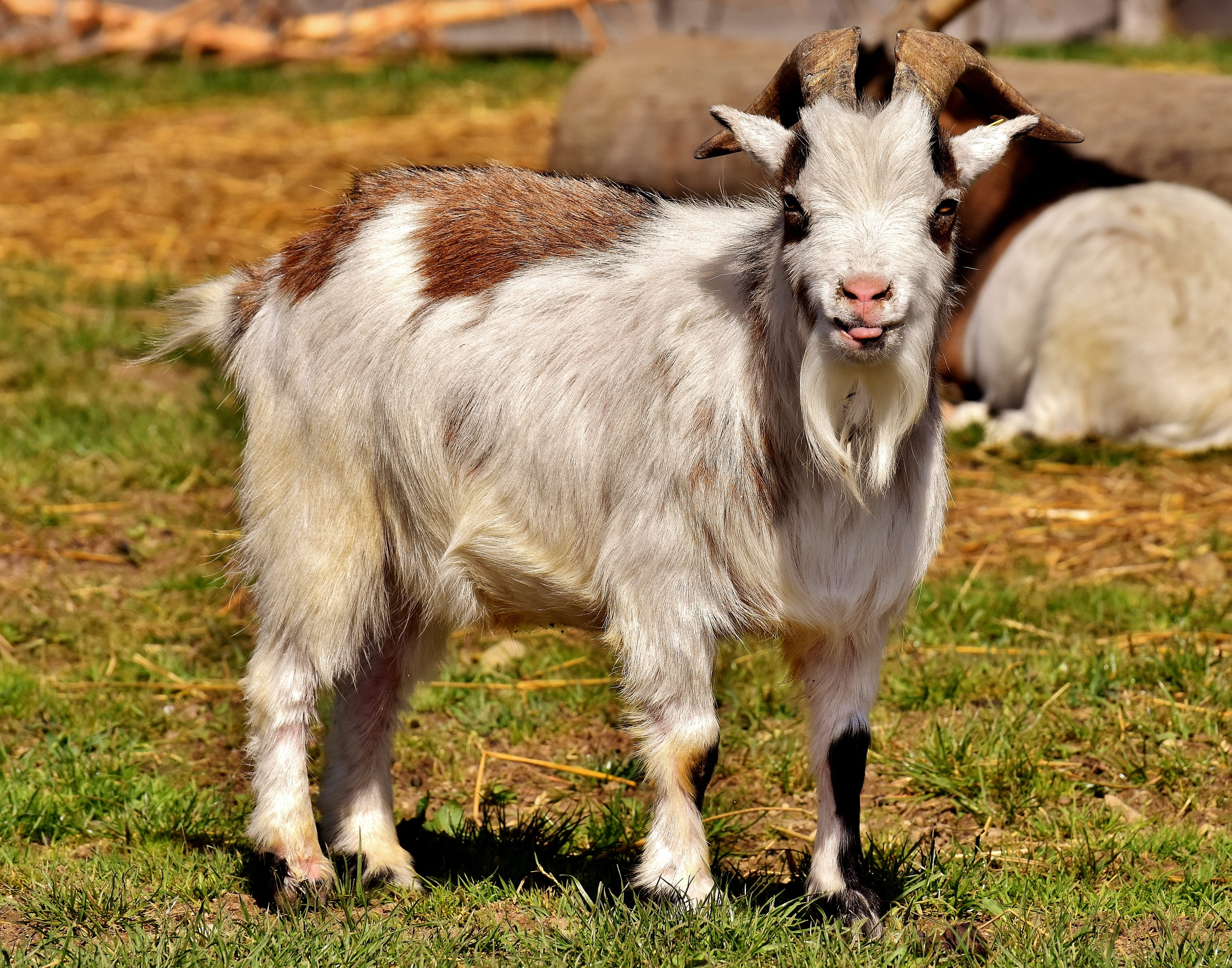 mammal, in the case of commercial use, domestic, iffeldorf, land, focus on foreground, billy goat, plant, field, full length, farm, goats, no people, approval, HD Wallpaper