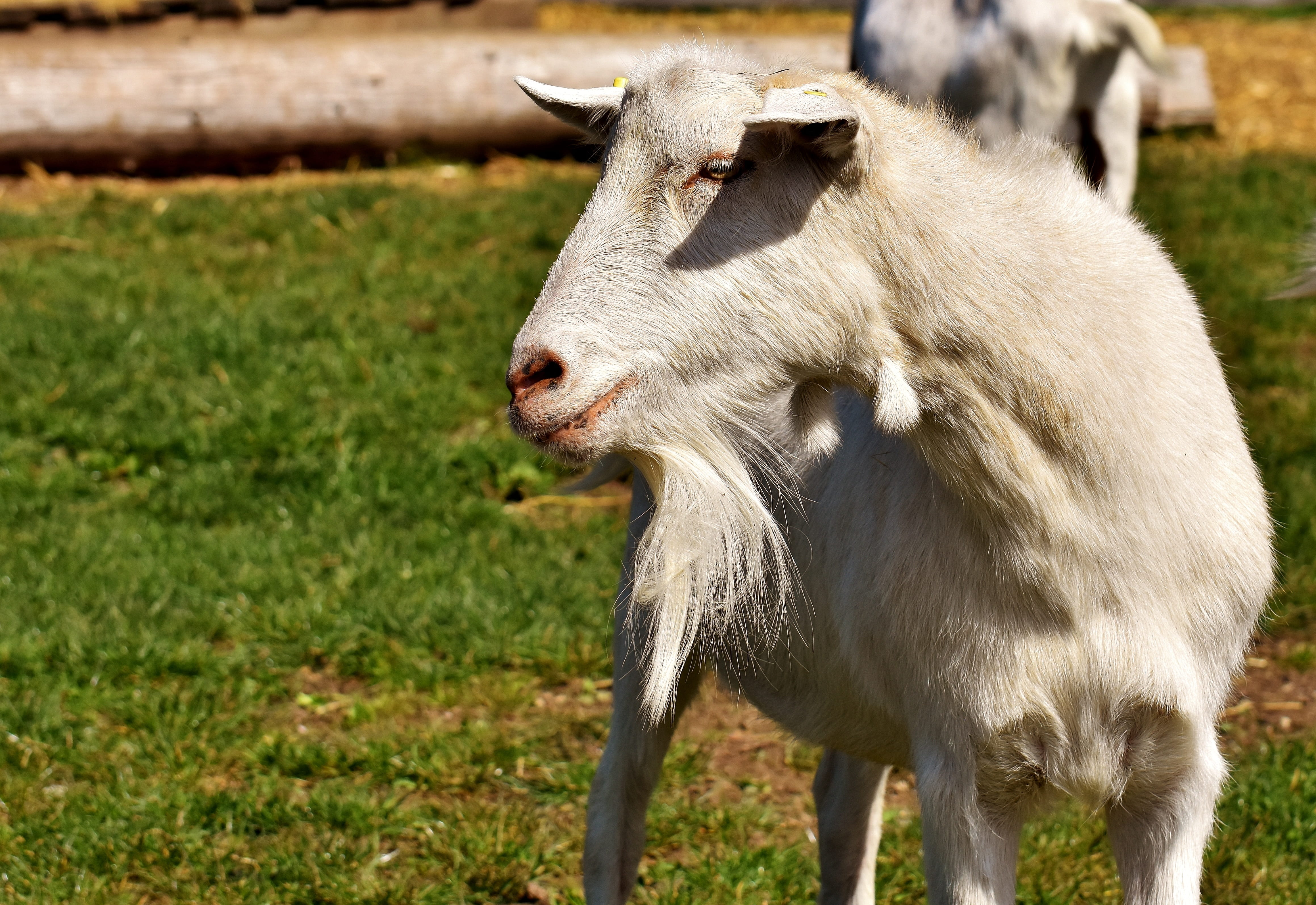 vertebrate, iffeldorf, focus on foreground, land, outdoors, sanctuary, field, billy goat, grass, day, satisfied, herbivorous, plant, animal, animal head, HD Wallpaper