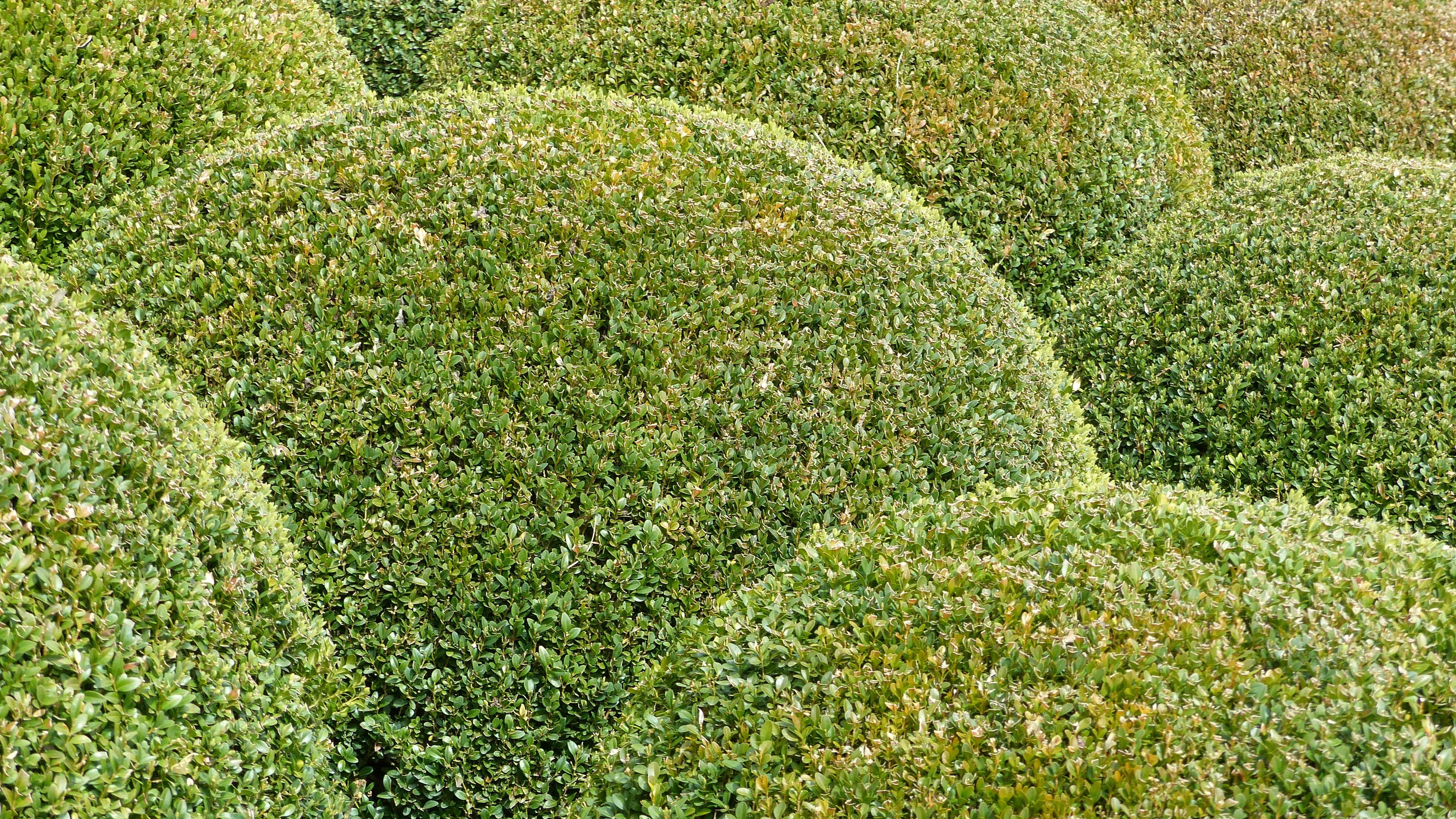 grass, land, garden, plant, approval, no people, lush foliage, foliage, size, full frame, green Color, environment, day, backgrounds, boxwood, sunlight, HD Wallpaper