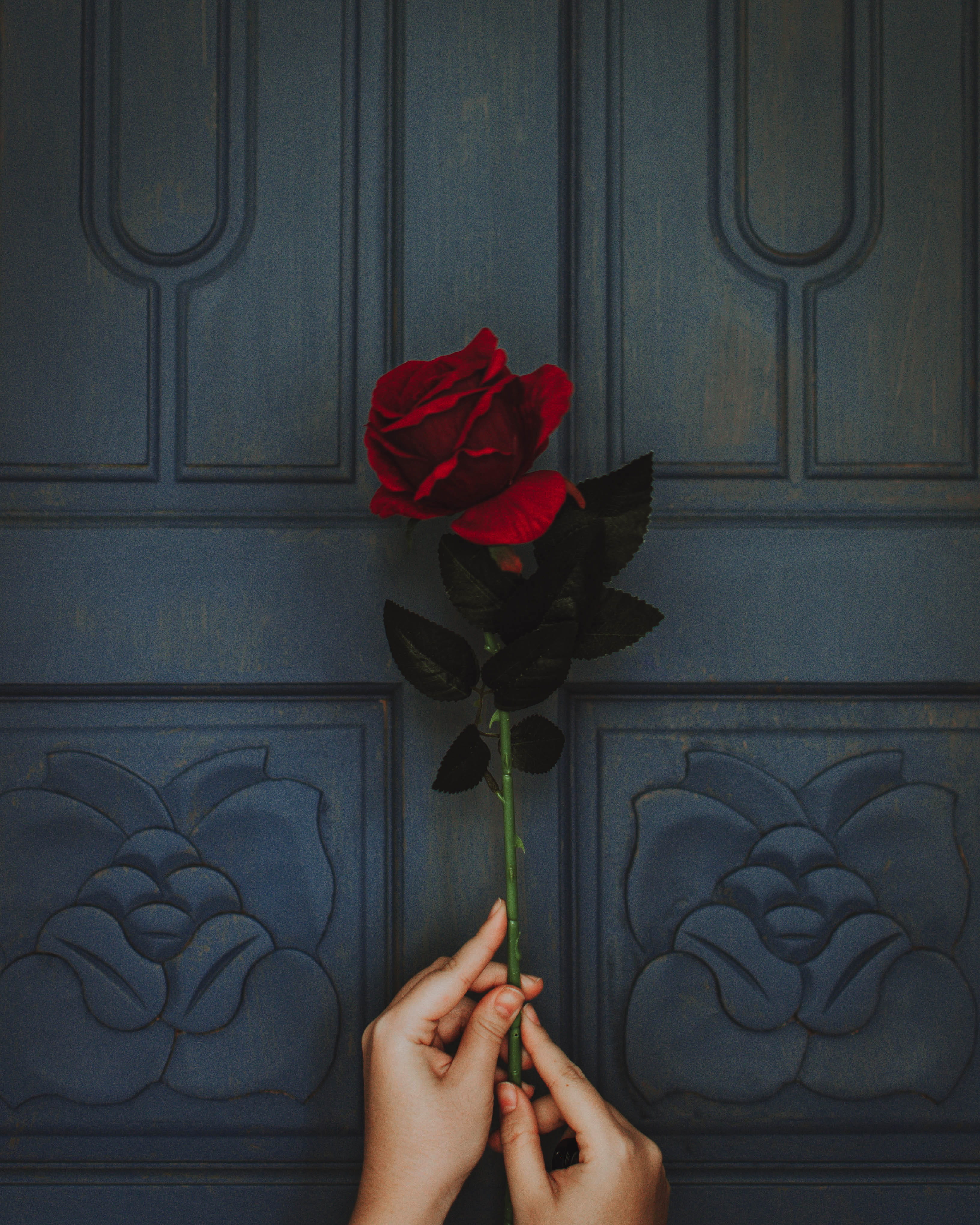 entrance, backgrounds, gift, wood, simple, people, rose - Flower, red rose, holding flower, 4K, close-up, door, giving, red, love, explore, nature, person, Phone HD Wallpaper