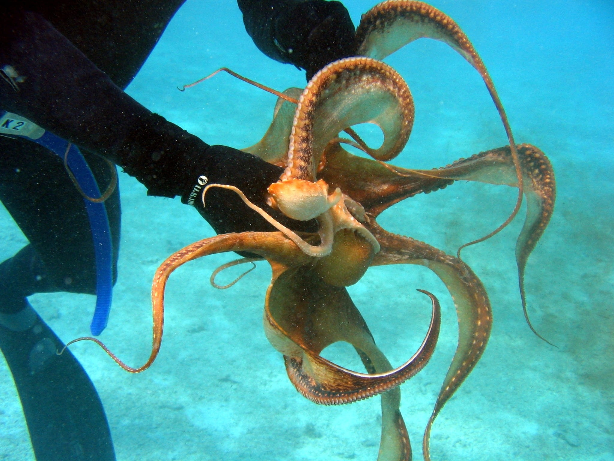 one animal, octopus, sea life, animal themes, day, vertebrate, animal, brown, undersea, no people, sea-life, water, grasping, man, animal wildlife, nature, HD Wallpaper