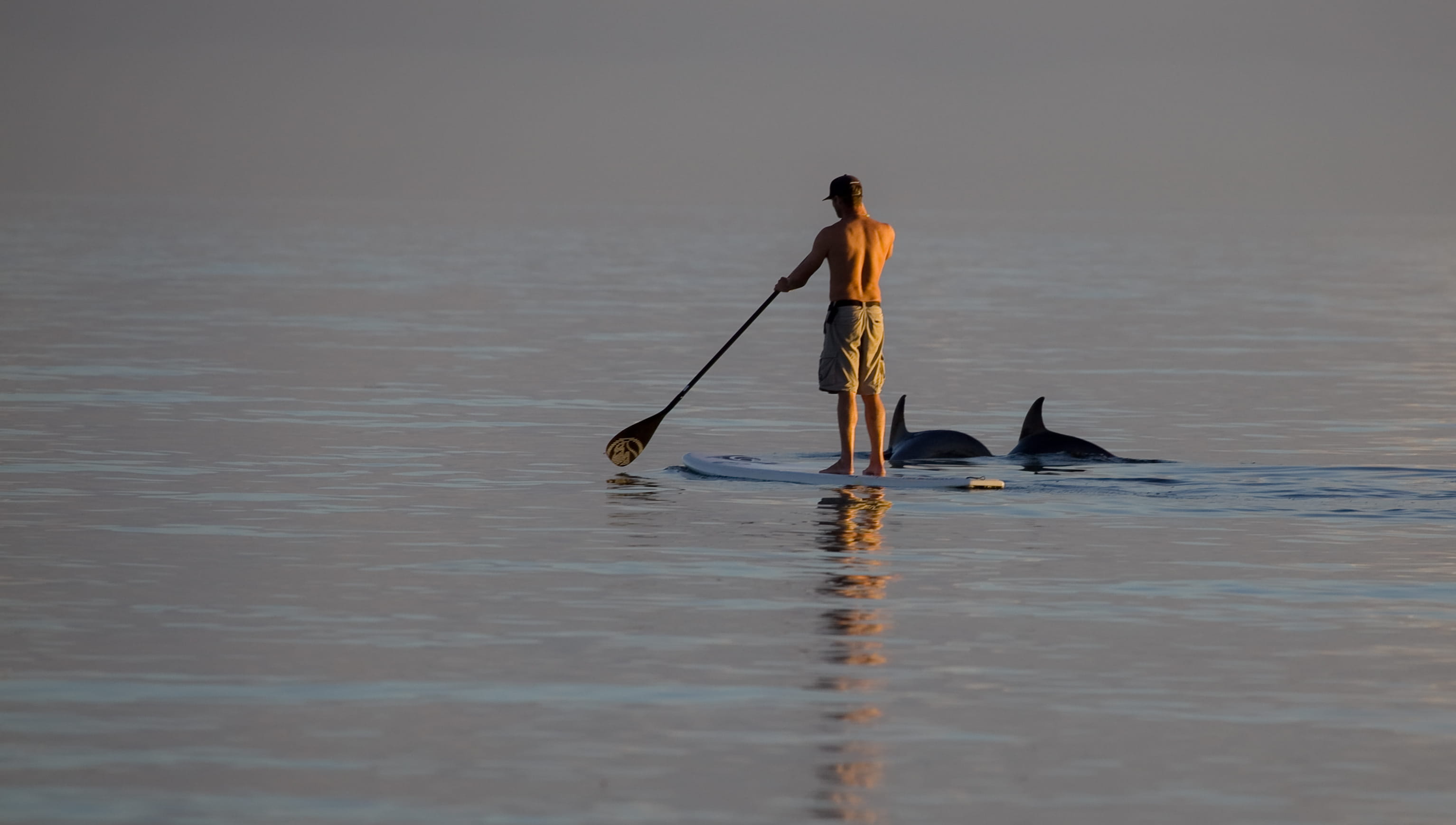 sea, sport, companionship, water, real people, lifestyles, day, chelsea, aquatic sport, paddle boarding, one person, dolphins, australia, men, nature, oar, HD Wallpaper