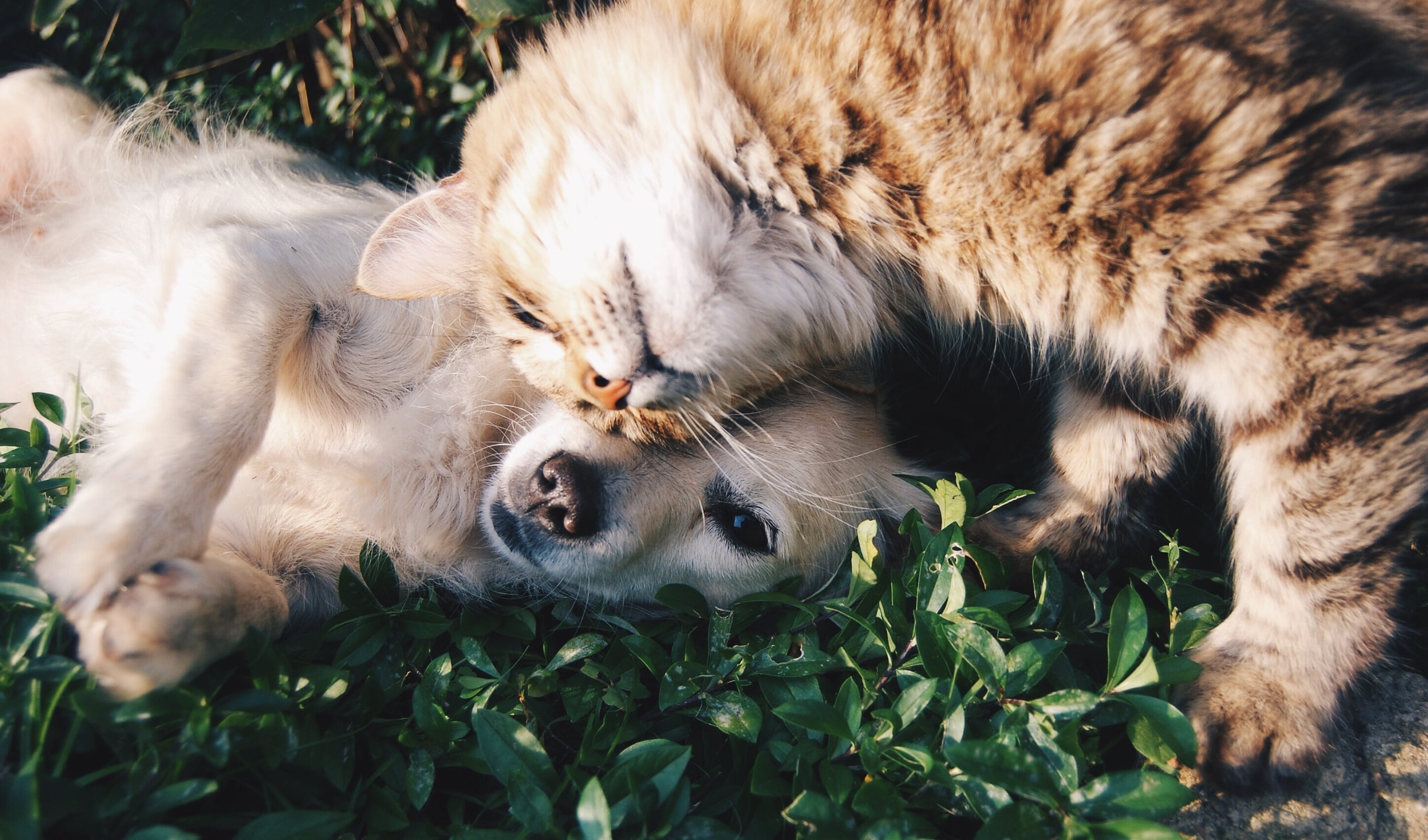 trust, day, domestic, dog and cat together, one animal, group of animals, nature, lion - feline, friends, cats and dogs, 2K, animals in the wild, cat and dog, HD Wallpaper