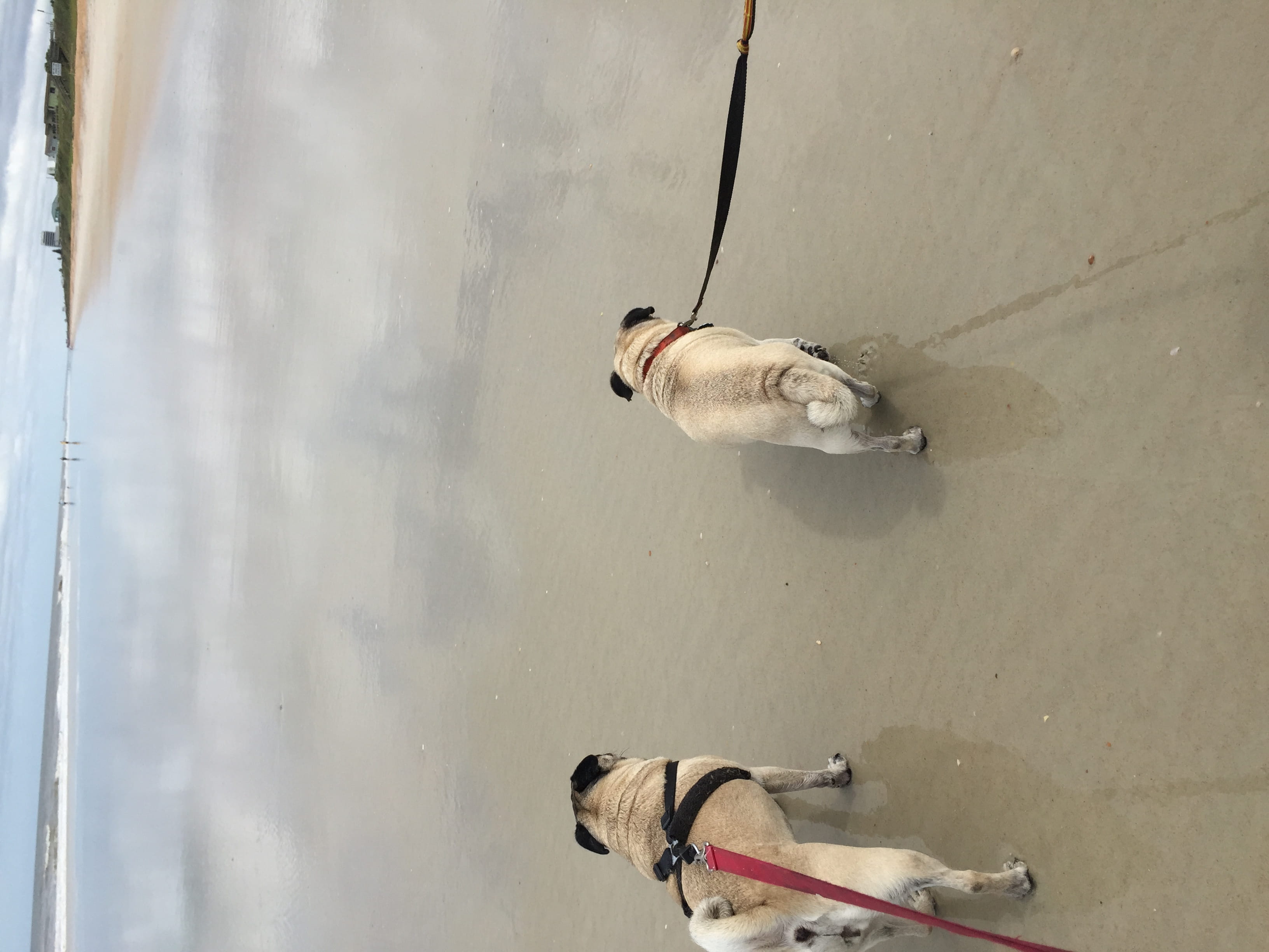 pets, dog, journey, pugs, animal, dogs, one animal, day, winter, friends, nature, animal wildlife, outdoors, 2K, high angle view, united states, leash, HD Wallpaper