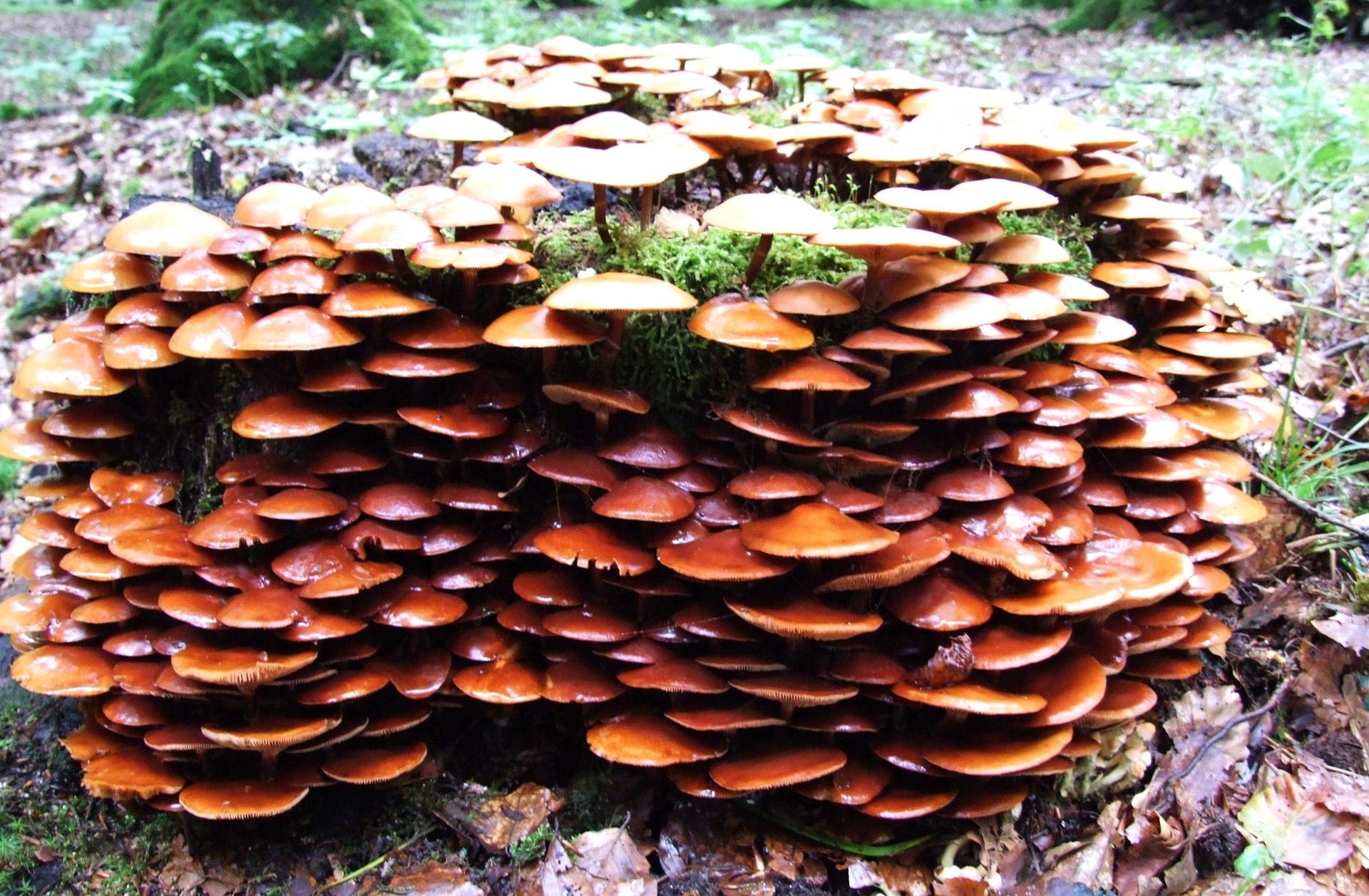 close-up, mushroom, sociable, field, outdoors, day, toadstool, beauty in nature, forest, autumn, land, tranquility, fungus, 1080P, vegetable, nature, plant, HD Wallpaper