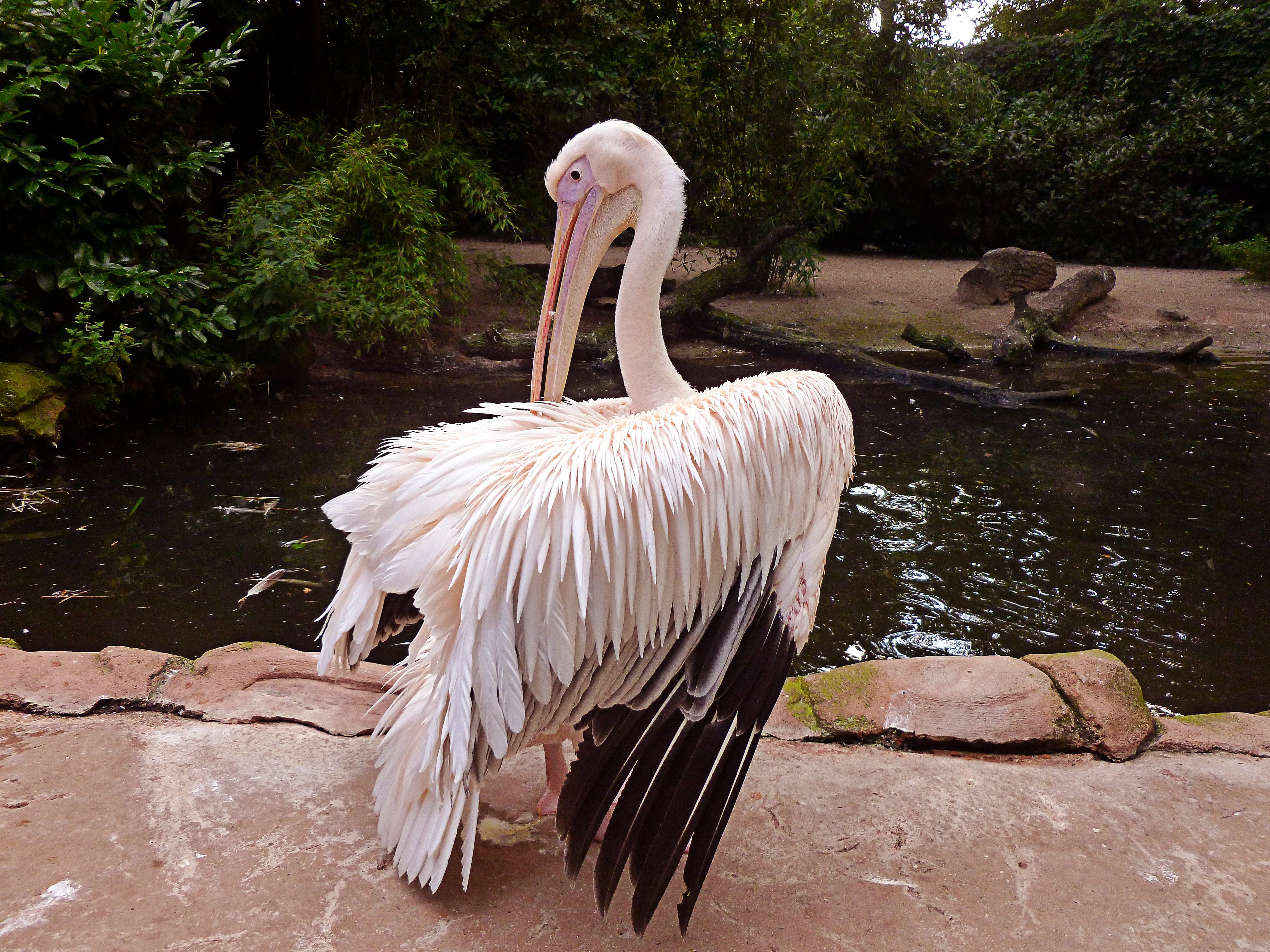 white pelican, dressing up, nature, long beak, sitting bird portrait, bill, no people, animals in the wild, 4K, animal wildlife, zoo, plant, heraldic animal, HD Wallpaper