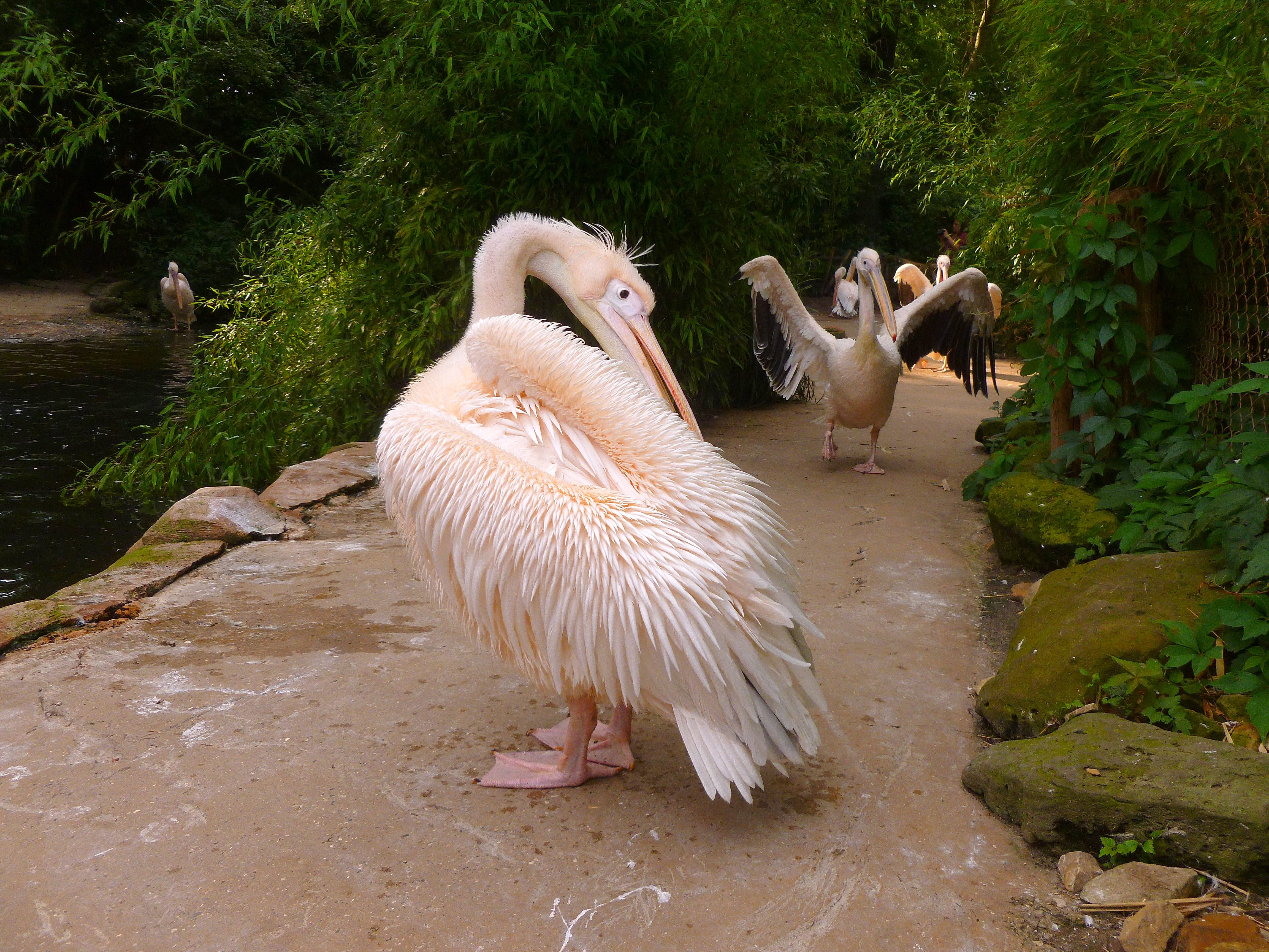 zoo, summer, animals in the wild, animal world, animal, heraldic animal, lake, spread wings, beak, nature, dressing up, creature, pelikan, wildlife photography, HD Wallpaper