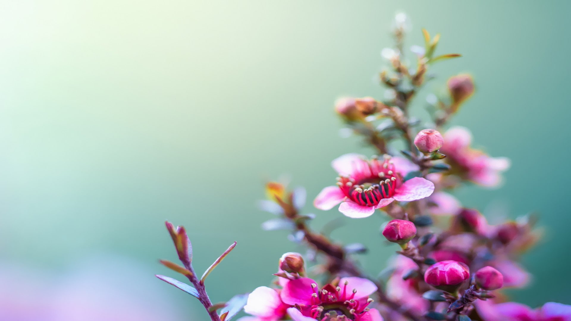 1080P, HTC Sense 6, HTC One M8, HD Wallpaper