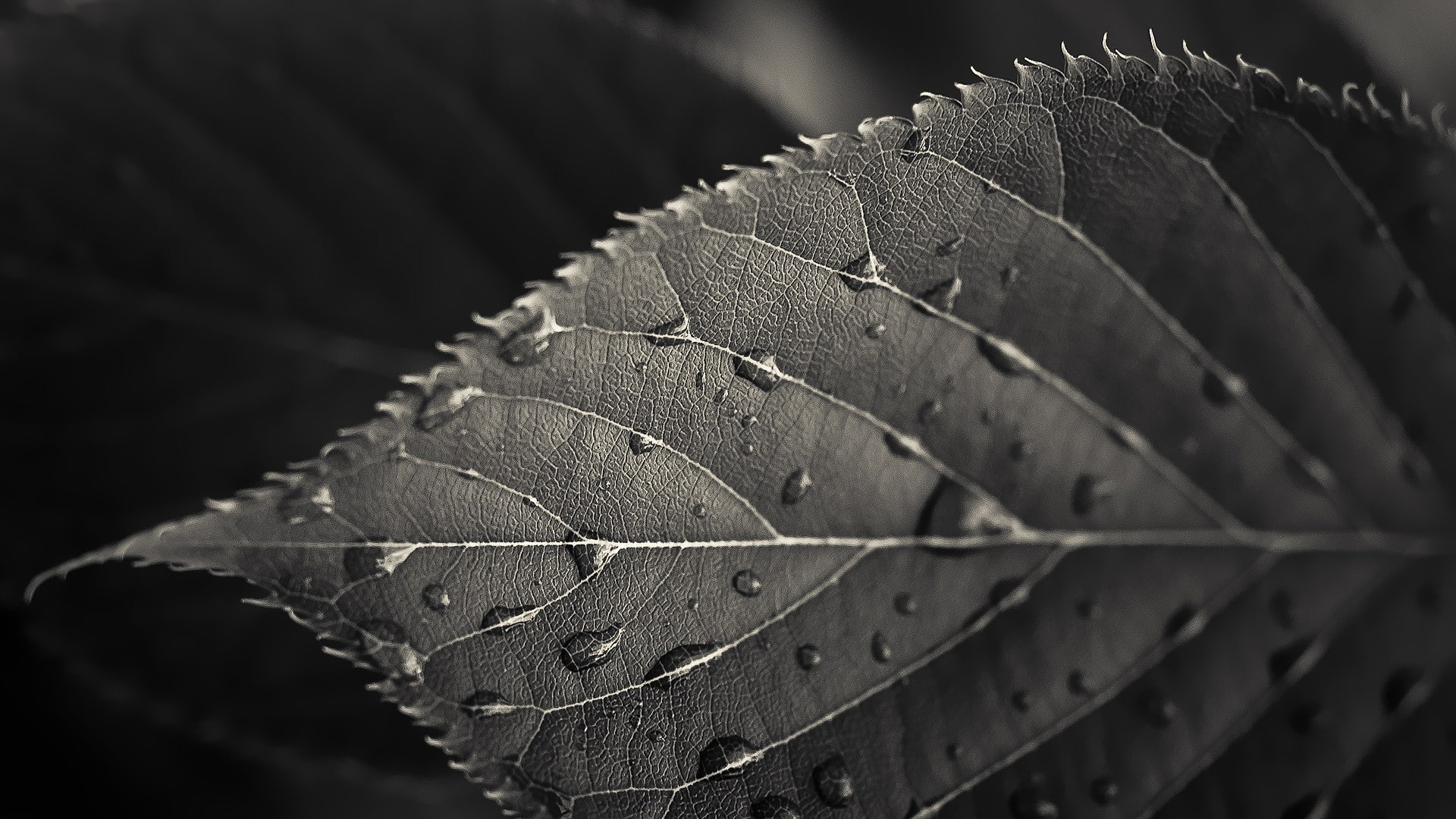 HTC One M7, 1080P, HTC Sense 5, HD Wallpaper