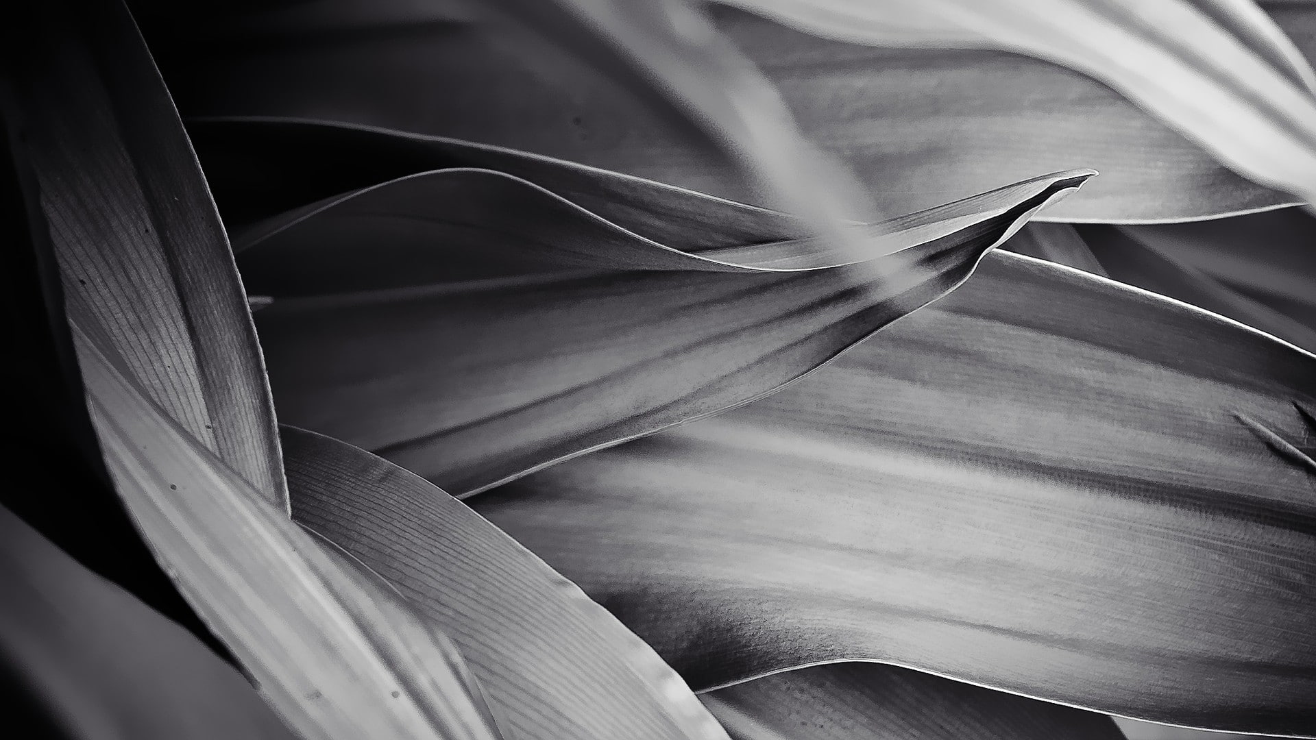 no people, freshness, plant, abstract, leaf, growth, beauty in nature, plant part, softness, extreme close-up, magnification, nature, vulnerability, flower, HD Wallpaper