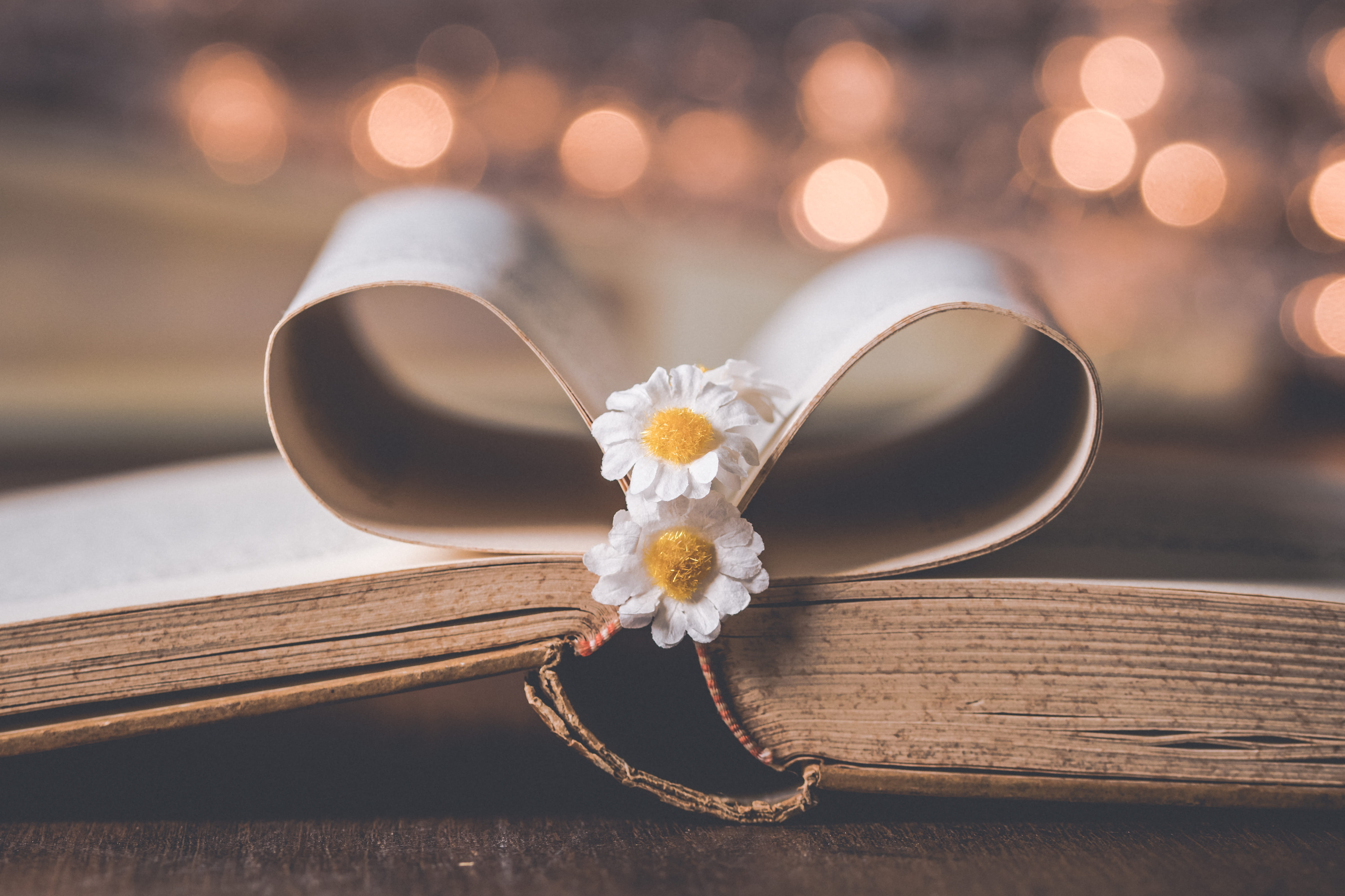 love, ribbon - sewing item, event, ribbon, close, flower, still life, luxury, book, close-up, beautiful, nature, focus, page, 5K, decor, personal accessory, HD Wallpaper