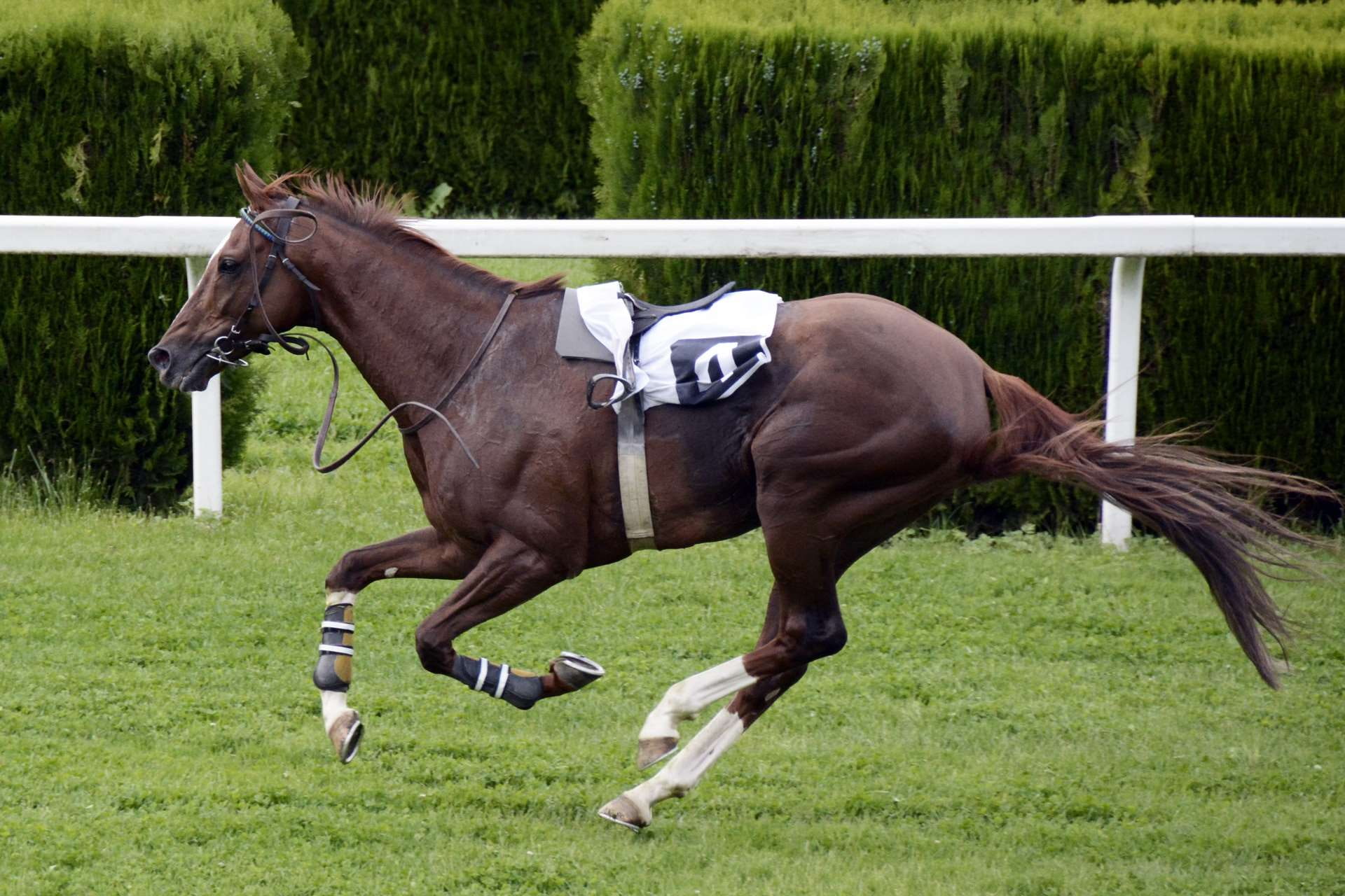vertebrate, fast, horse, domestic, sport, win, reiterlos, plant, jokey, motion, pets, green color, land, outdoors, animal wildlife, racecourse, equestrian, HD Wallpaper