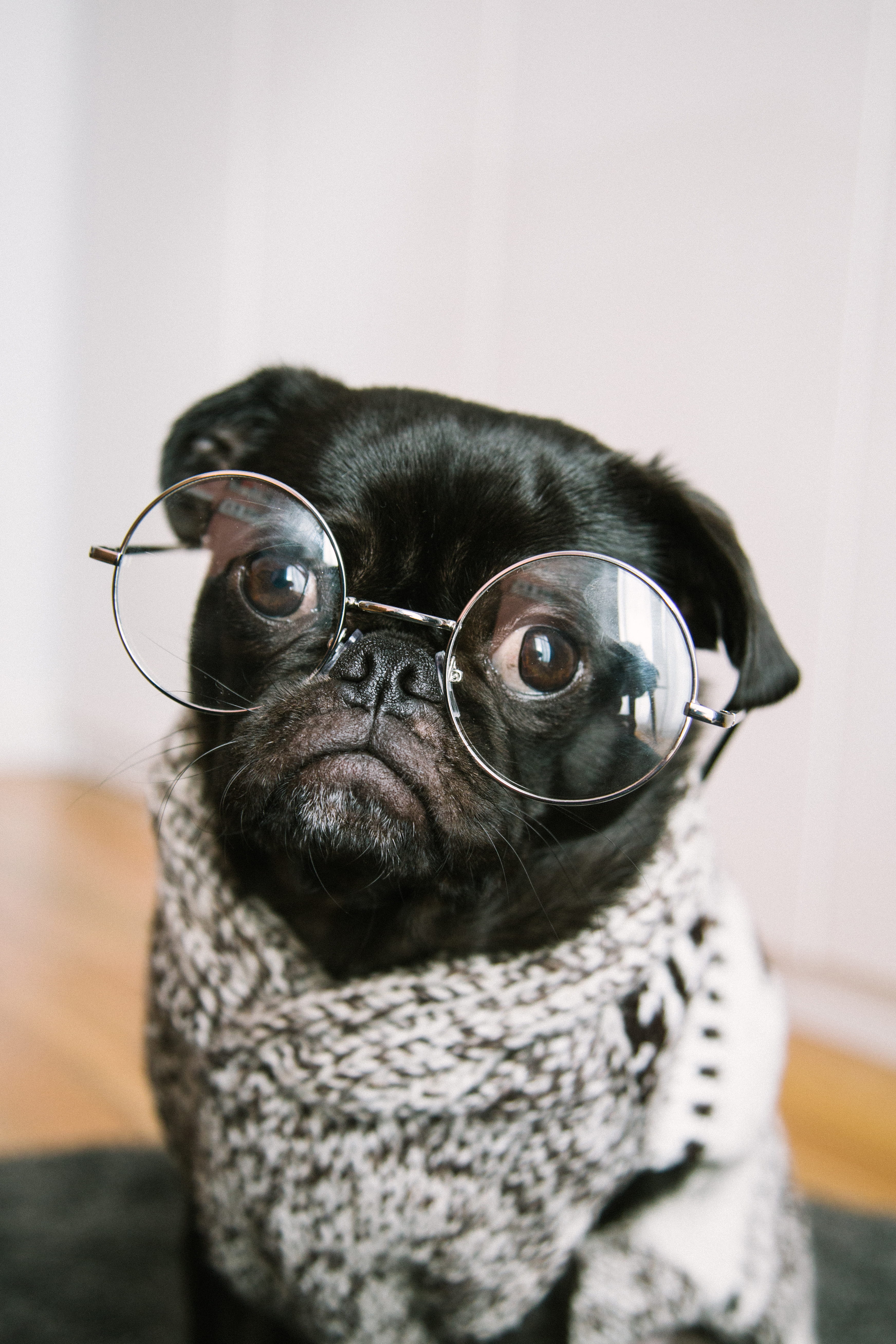 portrait, intellectual, halloween, animal themes, glass, animal eye, trained, vertebrate, small, dog, focus on foreground, mammal, puppy, canine, black, Phone HD Wallpaper
