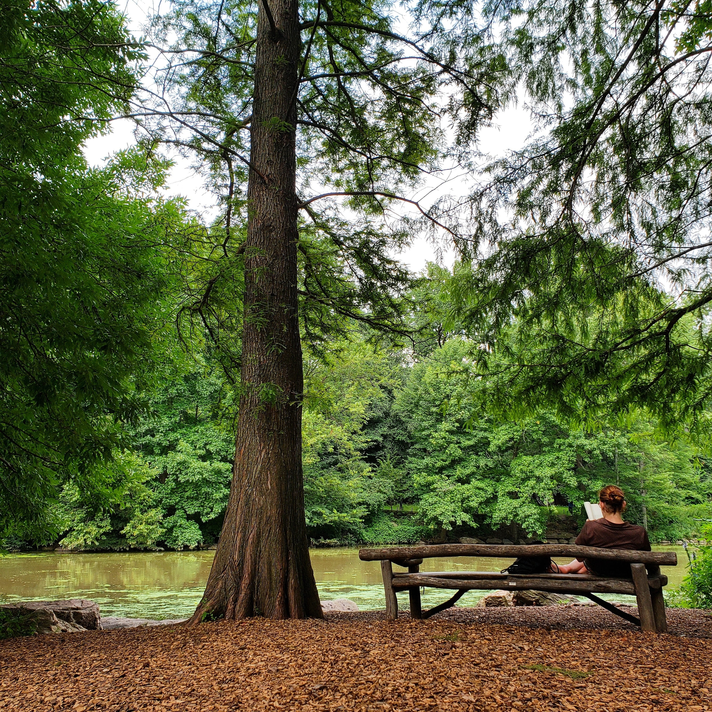 woodland, real people, tree, 2K, wellness, studies, intellectual, outdoors, beauty in nature, banking, tranquility, peace, seat, leisure activity, trunk, Phone HD Wallpaper