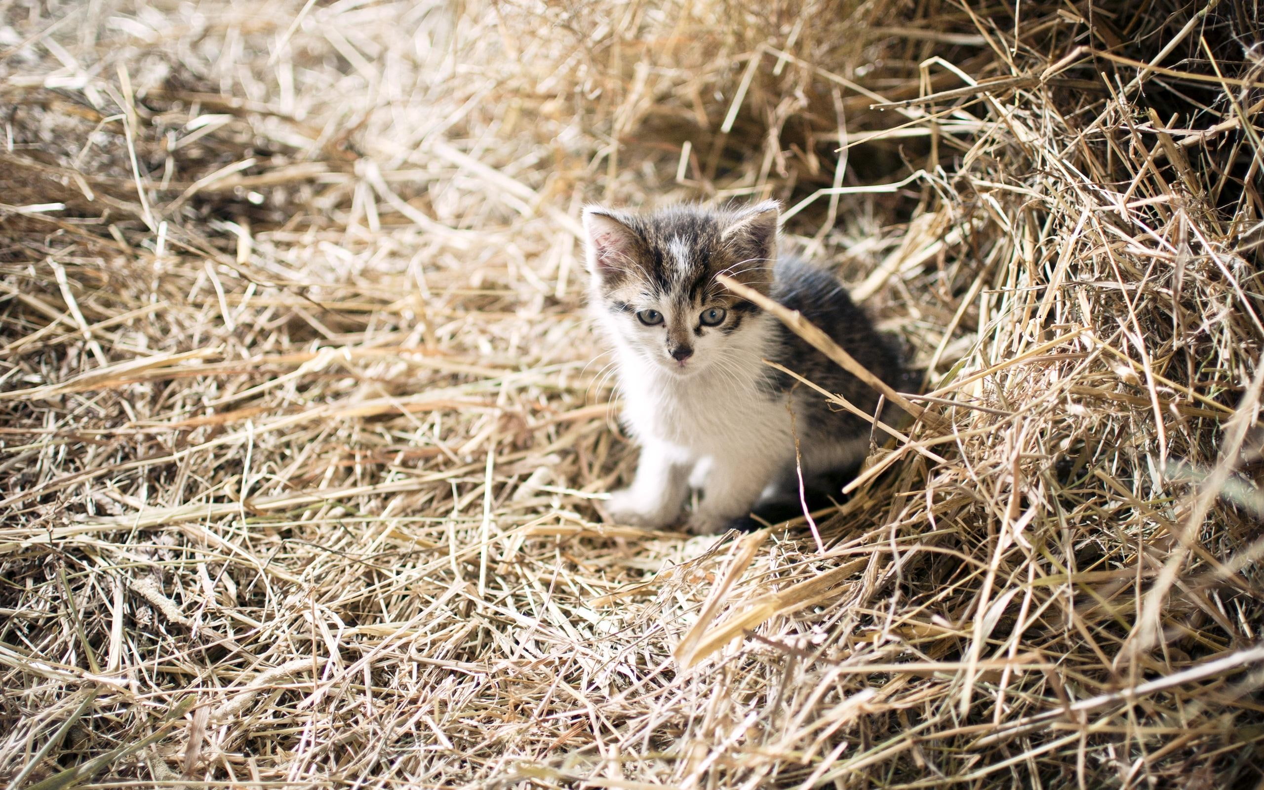 little, straw, kitten, farm, 2K, cute, creature, cunning, animals, cats, HD Wallpaper