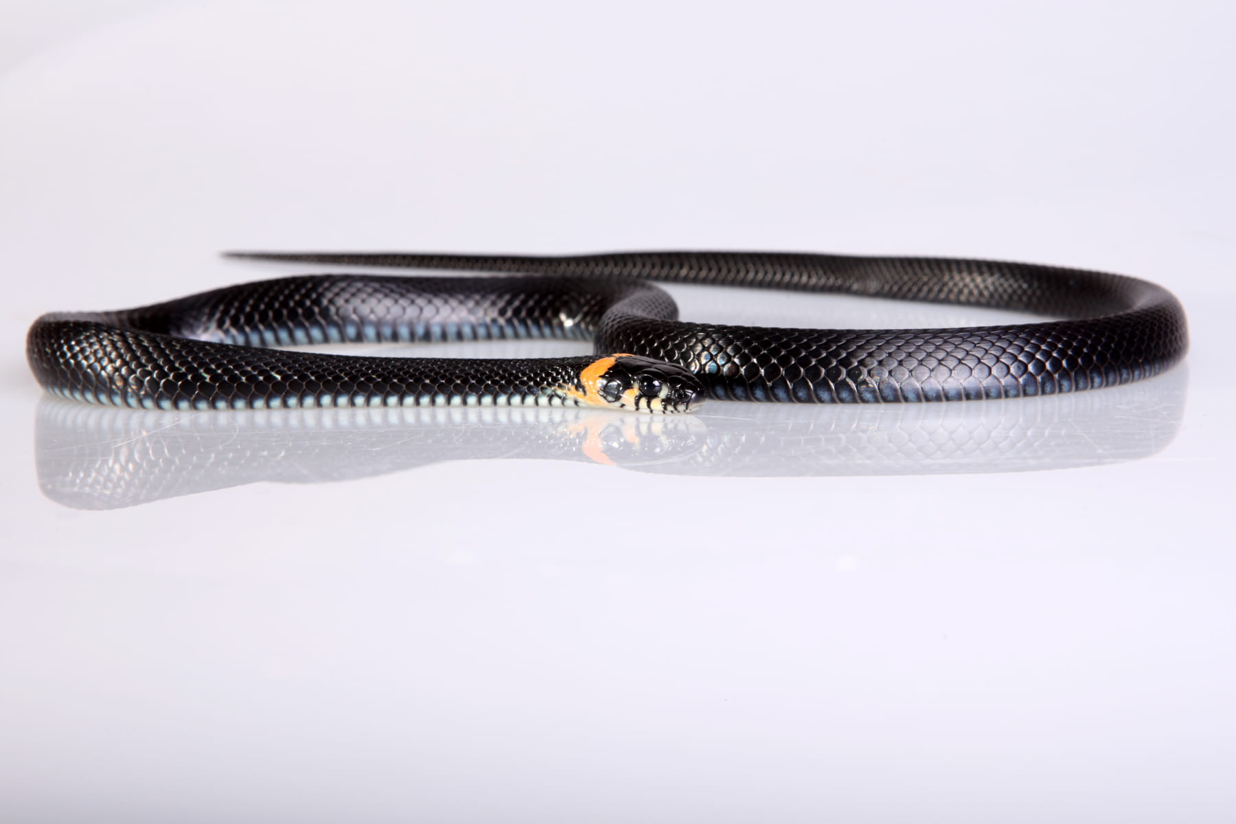 shelter, reptile, focus, orange, scale, grass, indoors, meanness, animal, focus on foreground, land, cunning, studio shot, hunting, gray, tongue, black color, HD Wallpaper