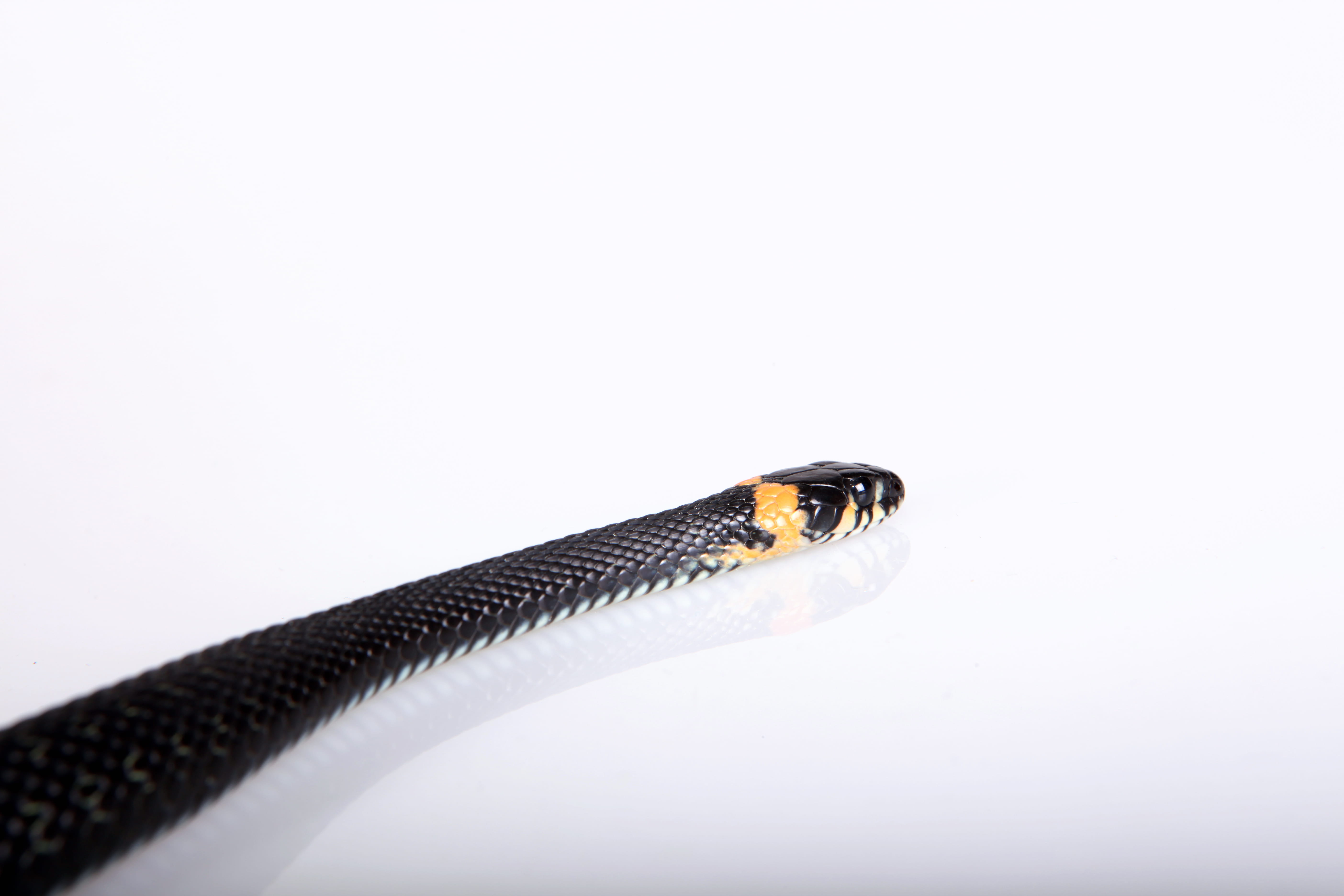grass, blooded, animal scale, side view, aggression, invertebrate, forked, hunting, studio shot, insect, reptile, smooth, black, white background, animals in the wild, HD Wallpaper