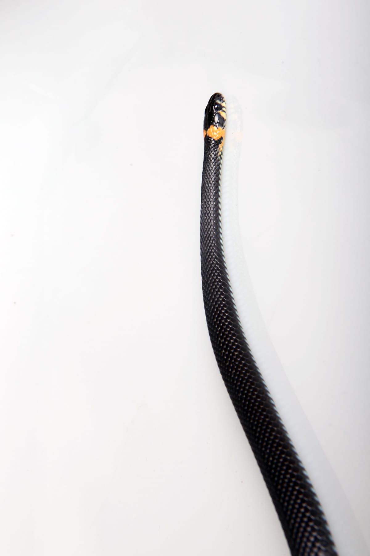 skin, macro, listening, nature, cable, cunning, connection, reptile, single object, communication, focus, shelter, 720P, one, animal, danger, meanness, Phone HD Wallpaper