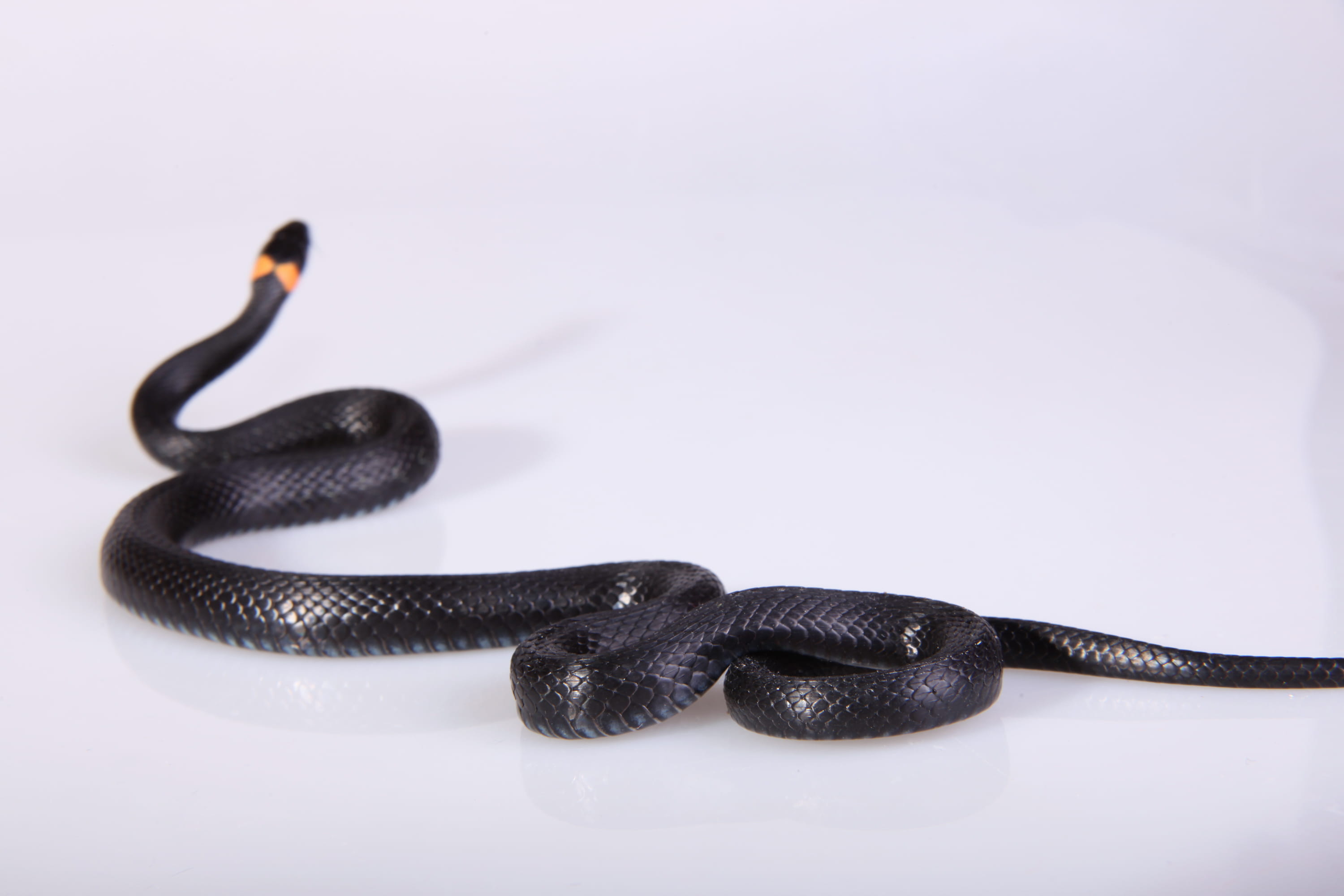 danger, scale, nature, indoors, outdoors, head, reptile, threats, black, snake, connection, horizontal, cut out, macro, jewelry, tongue, animal, smooth, HD Wallpaper