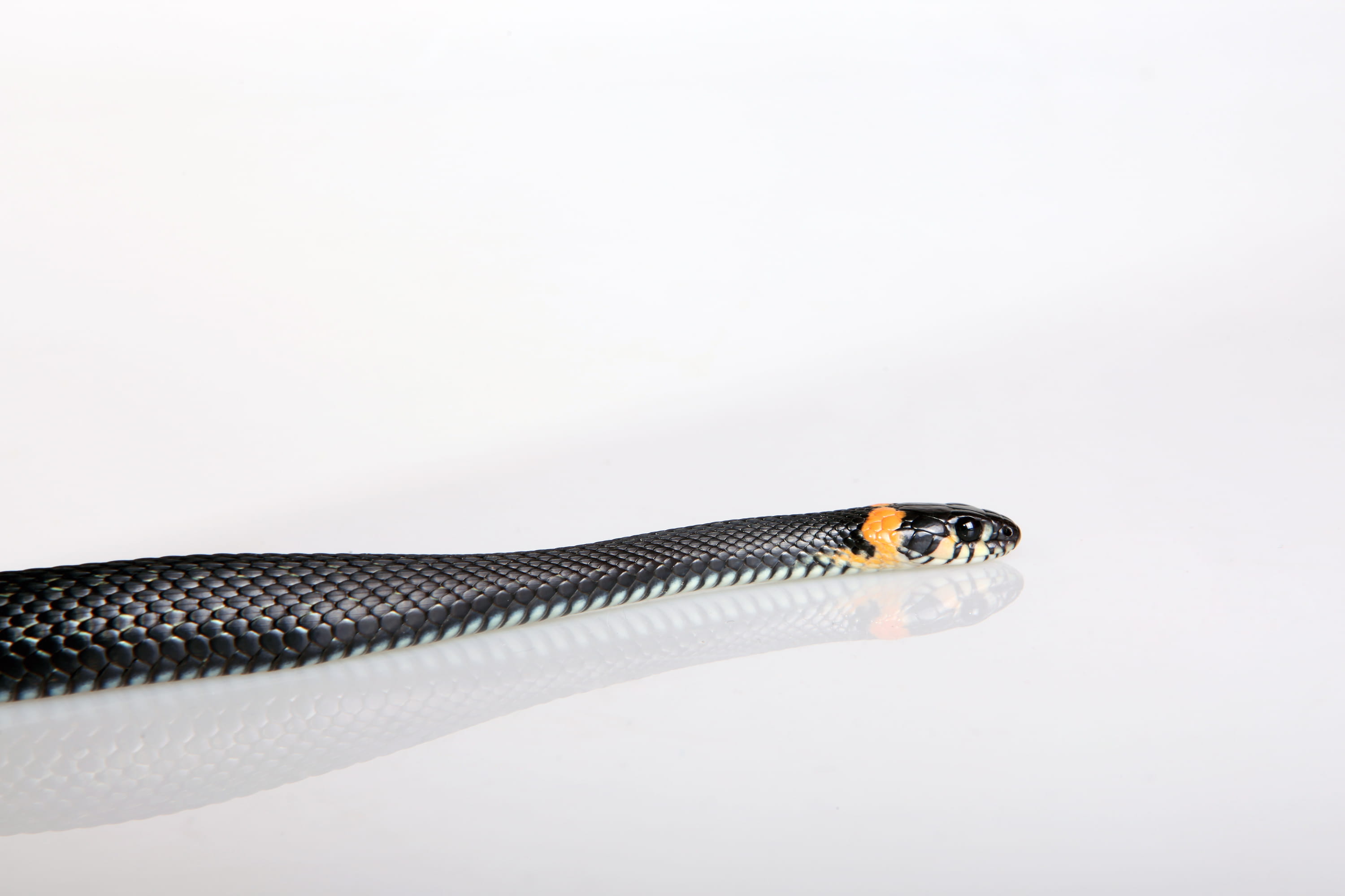 animal wildlife, poisonous, 2K, macro, warning sign, indoors, blooded, grass, animal scale, no people, danger, outdoors, hunting, white, one, vertebrate, HD Wallpaper