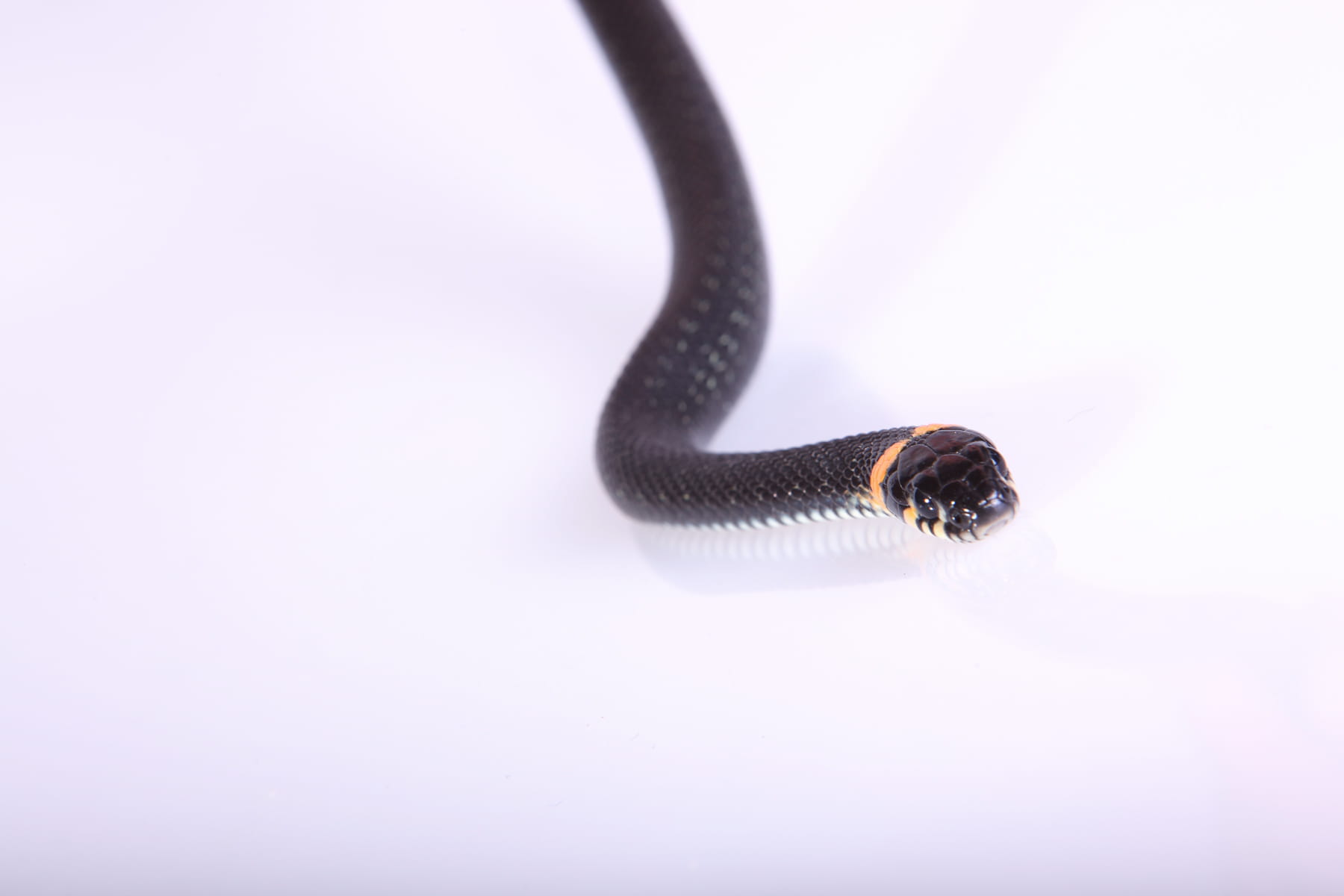 selective focus, skin, 720P, smooth, invertebrate, no people, one animal, threats, season, animal body part, scale, horizontal, copy space, grass, indoors, HD Wallpaper