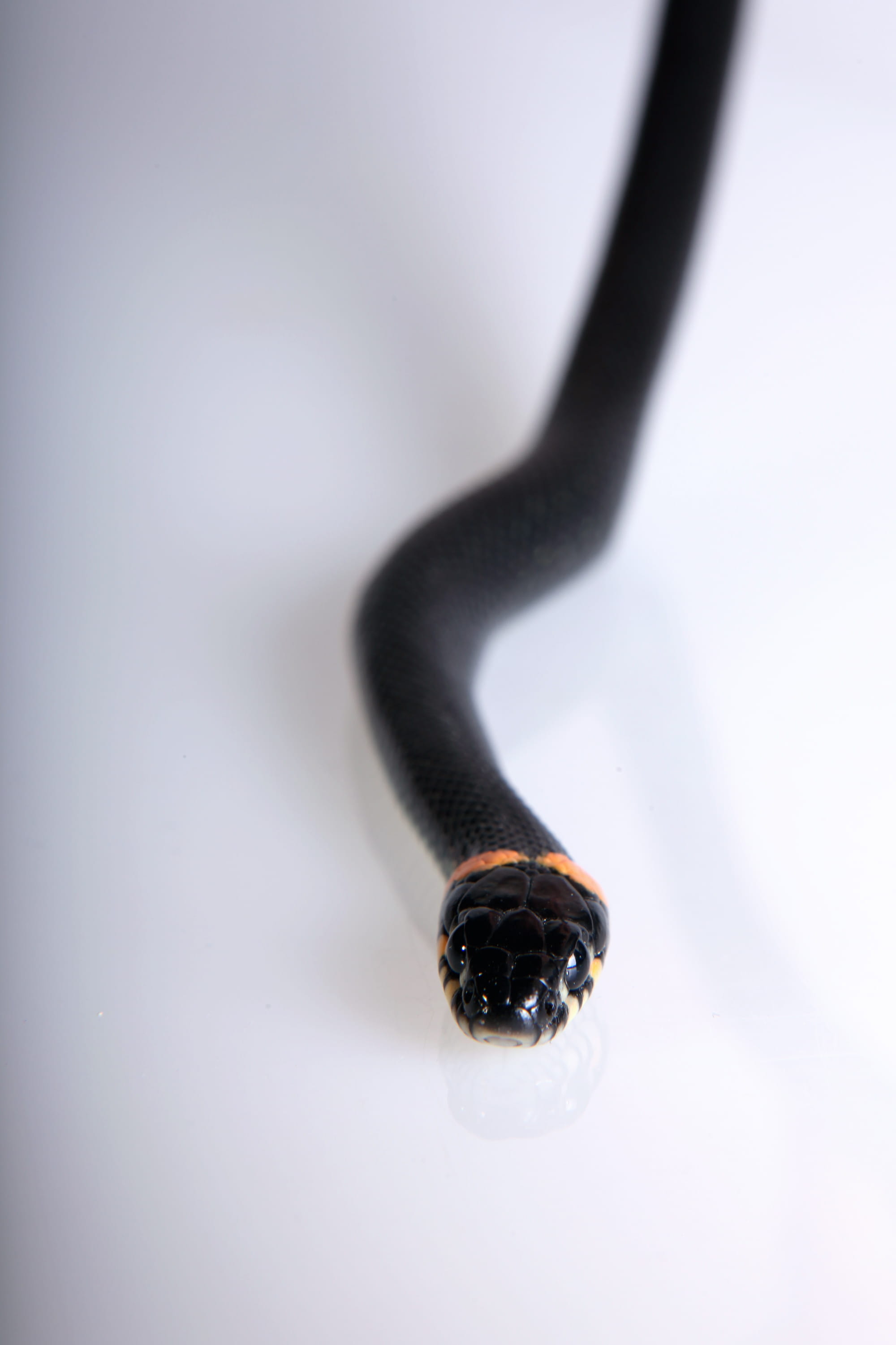 threats, focus, macro, danger, scale, fear, nature, skin, smooth, meanness, grass, reptile, tongue, land, hunting, indoors, animal head, white, invertebrate, Phone HD Wallpaper