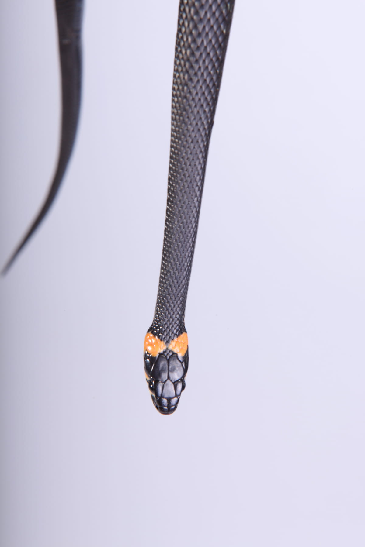 metal, head, animal, forked, horizontal, 720P, one, skin, nature, danger, smooth, reptile, indoors, grass, snake, meanness, cunning, orange, focus on foreground, Phone HD Wallpaper