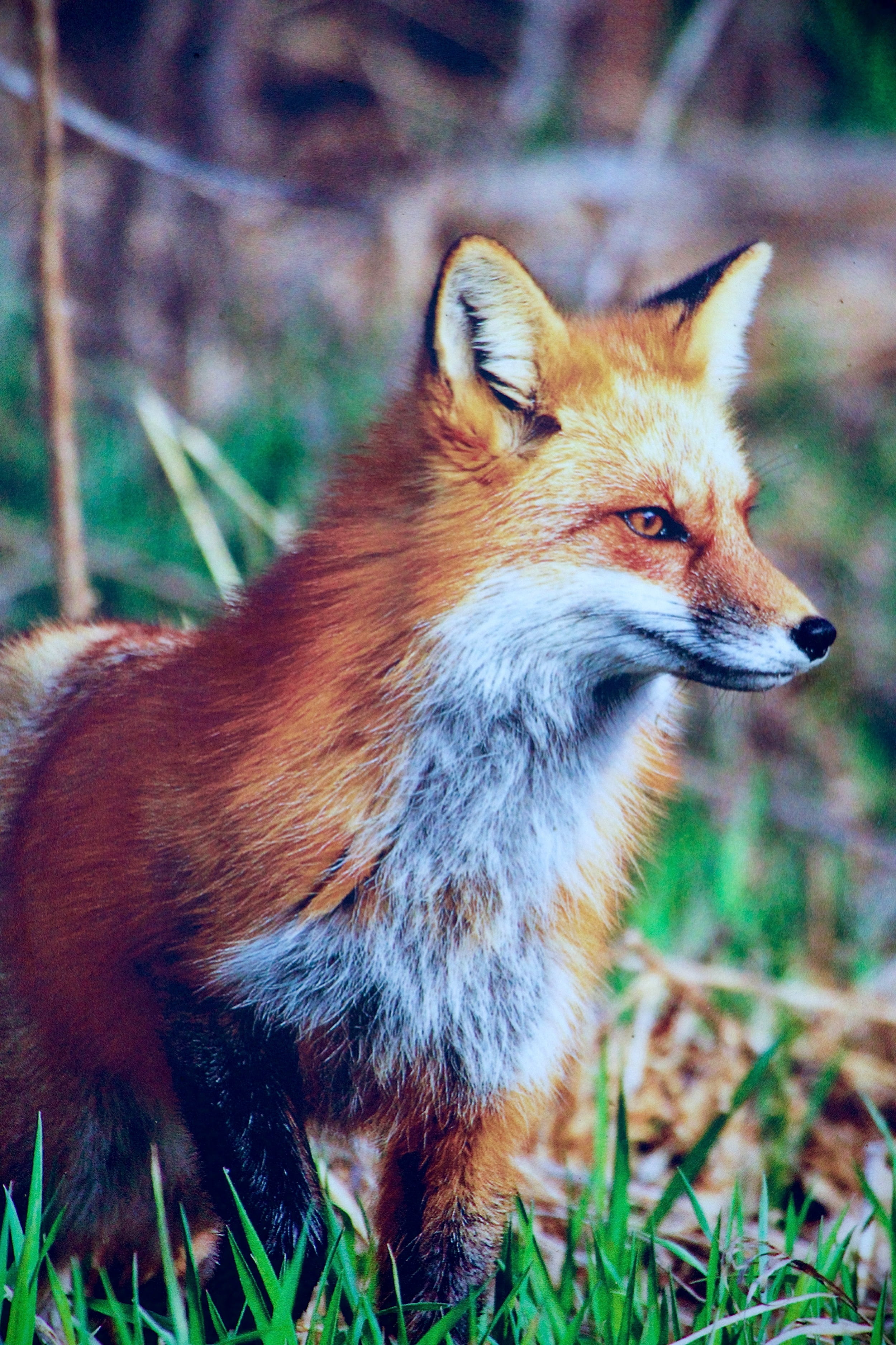 field, outdoors, one animal, looking away, focus on foreground, animal, fuchs, mammal, animals in the wild, 2K, no people, fox, animal wildlife, red, animal themes, Phone HD Wallpaper