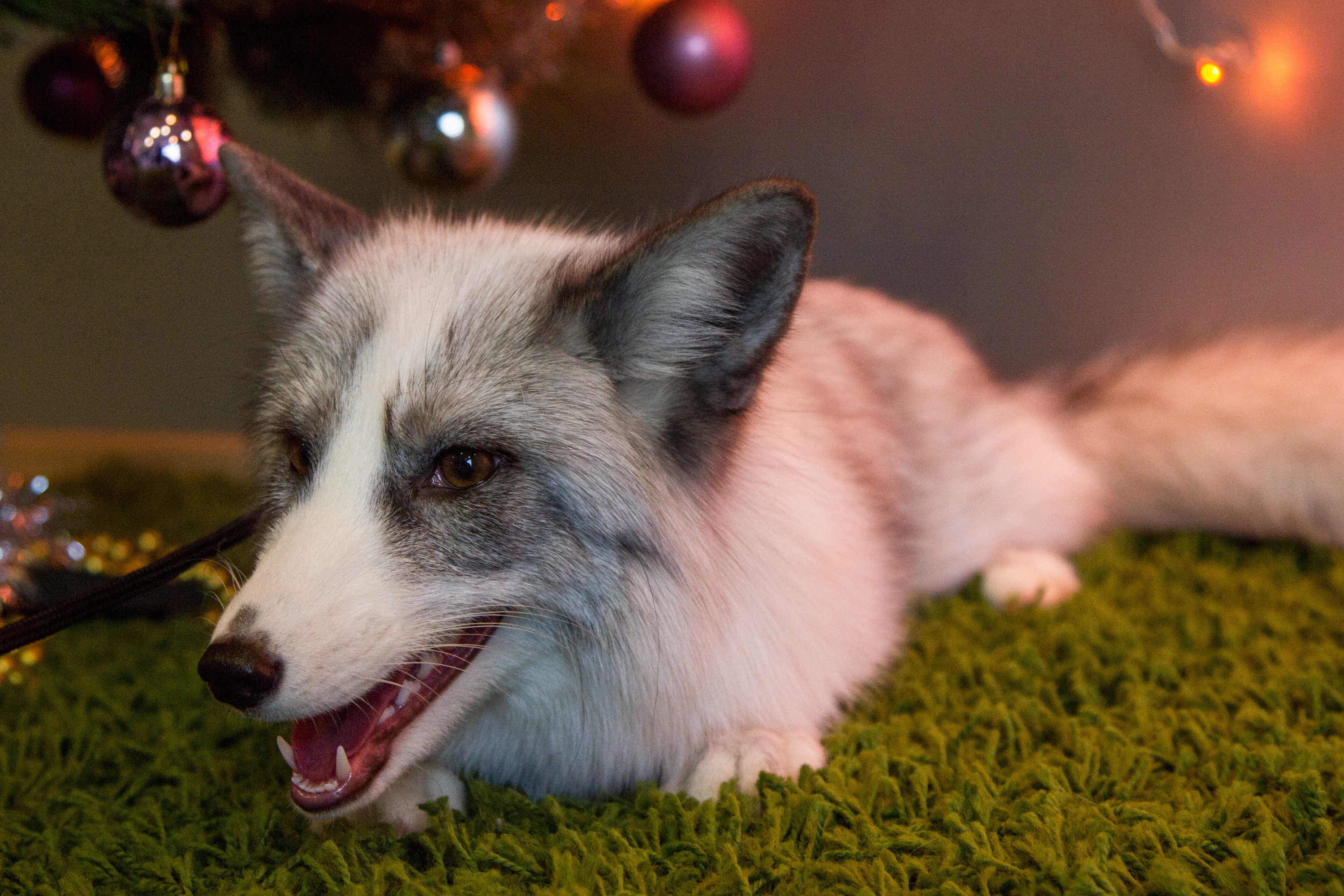 animal head, ears, teeth, holiday, 2K, cunning, domestic, mammal, christmas, nature, beasts, plant, pets, close-up, snout, mustache, mouth open, focus on foreground, HD Wallpaper