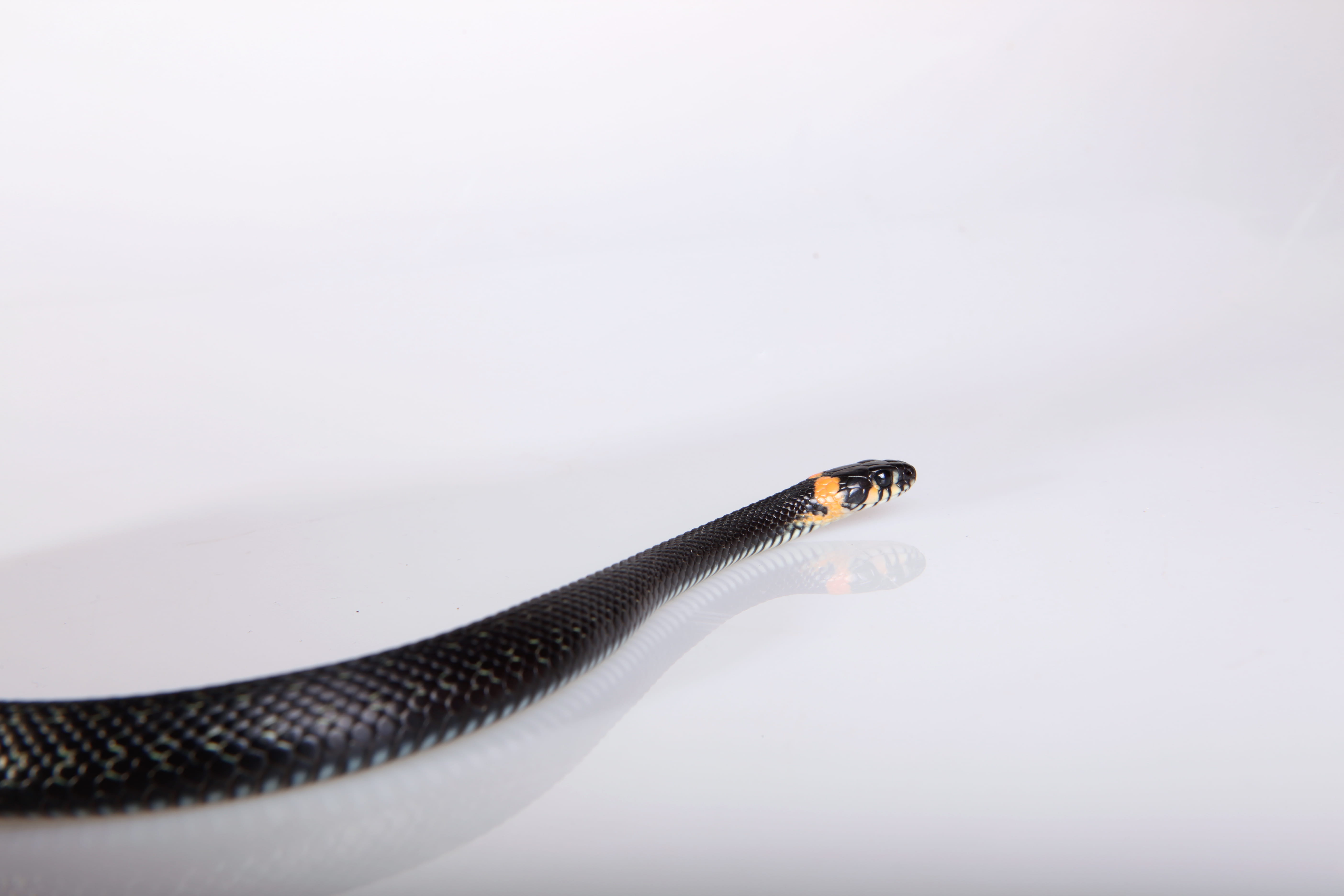 animals in the wild, season, no people, hunting, scale, head, animal body part, single object, grass, poisonous, animal themes, vertebrate, reptile, snake, HD Wallpaper