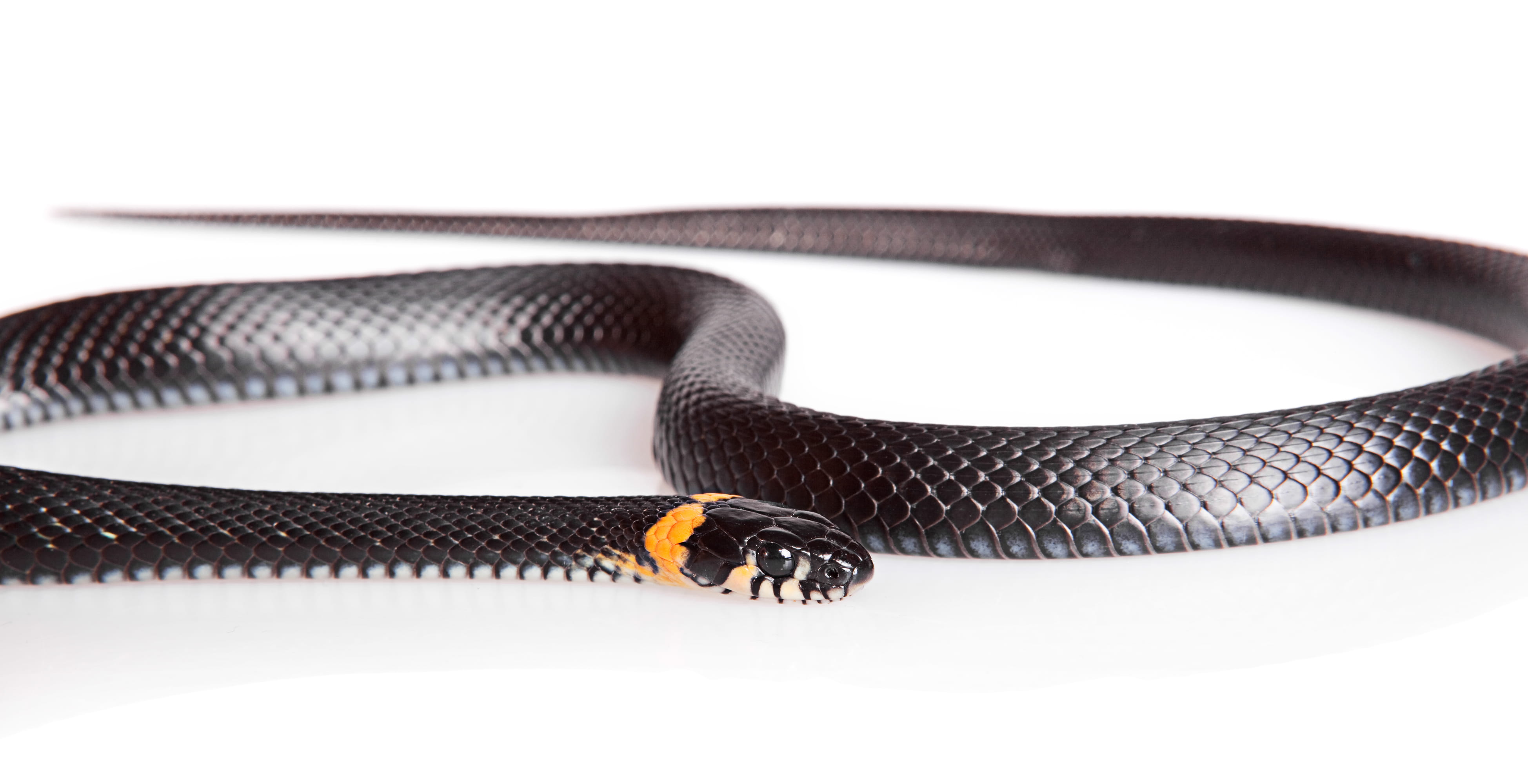 horizontal, cunning, animal body part, slither, tongue, white, yellow, no people, isolated, one, small, hunting, studio shot, animal, nature, skin, poisonous, HD Wallpaper
