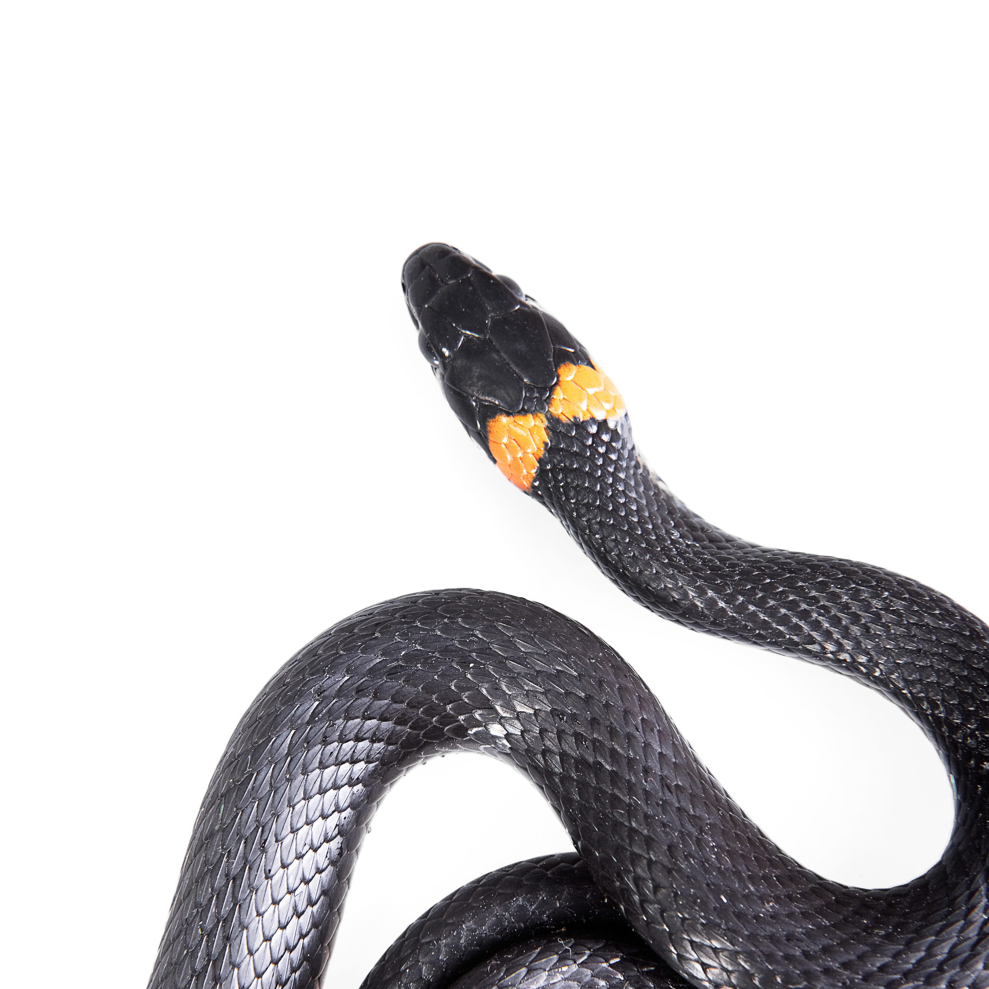 black color, studio shot, shelter, focus on foreground, animal wildlife, forked, focus, horizontal, slither, cunning, skin, animal body part, cold, animal, Phone HD Wallpaper