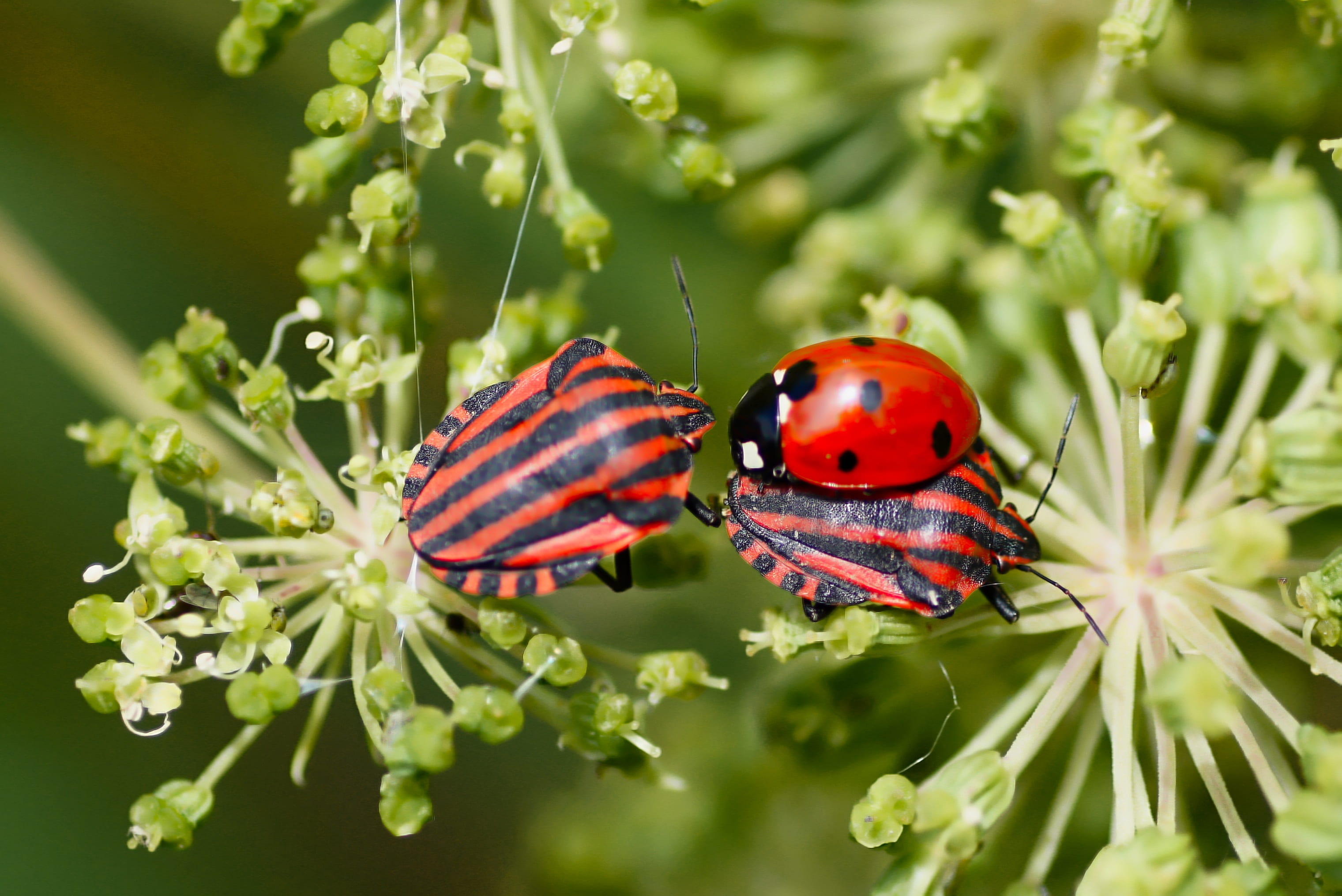 one animal, flower angelica, animal themes, close-up, ladybug, insects, outdoors, flowering plant, animal, animal wildlife, red, macro, plant, beauty in nature, HD Wallpaper