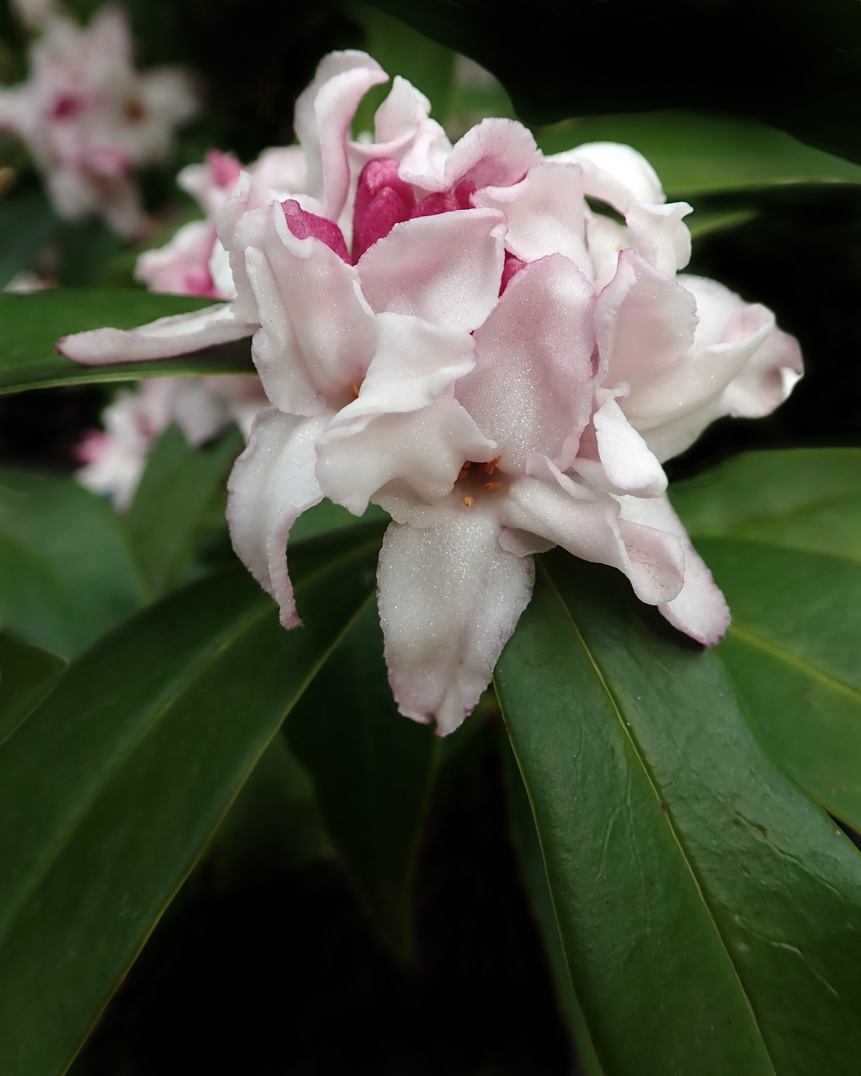 plant part, 2K, focus on foreground, outdoors, plant, leaf, fragility, flower, flowering plant, freshness, inflorescence, no people, flower head, daphne, Phone HD Wallpaper